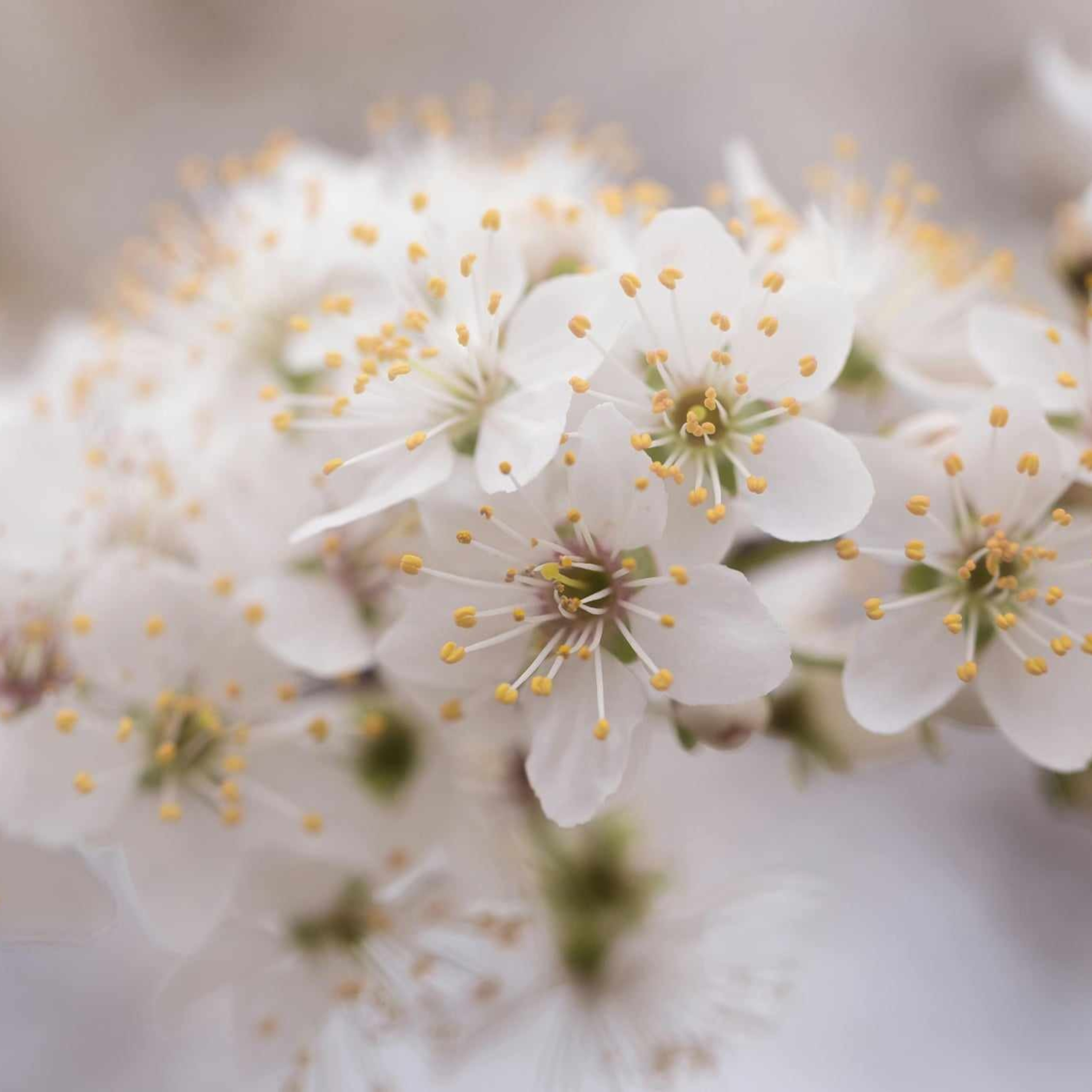 Alika Dia- Fotograf în Republica Moldova, Strășeni