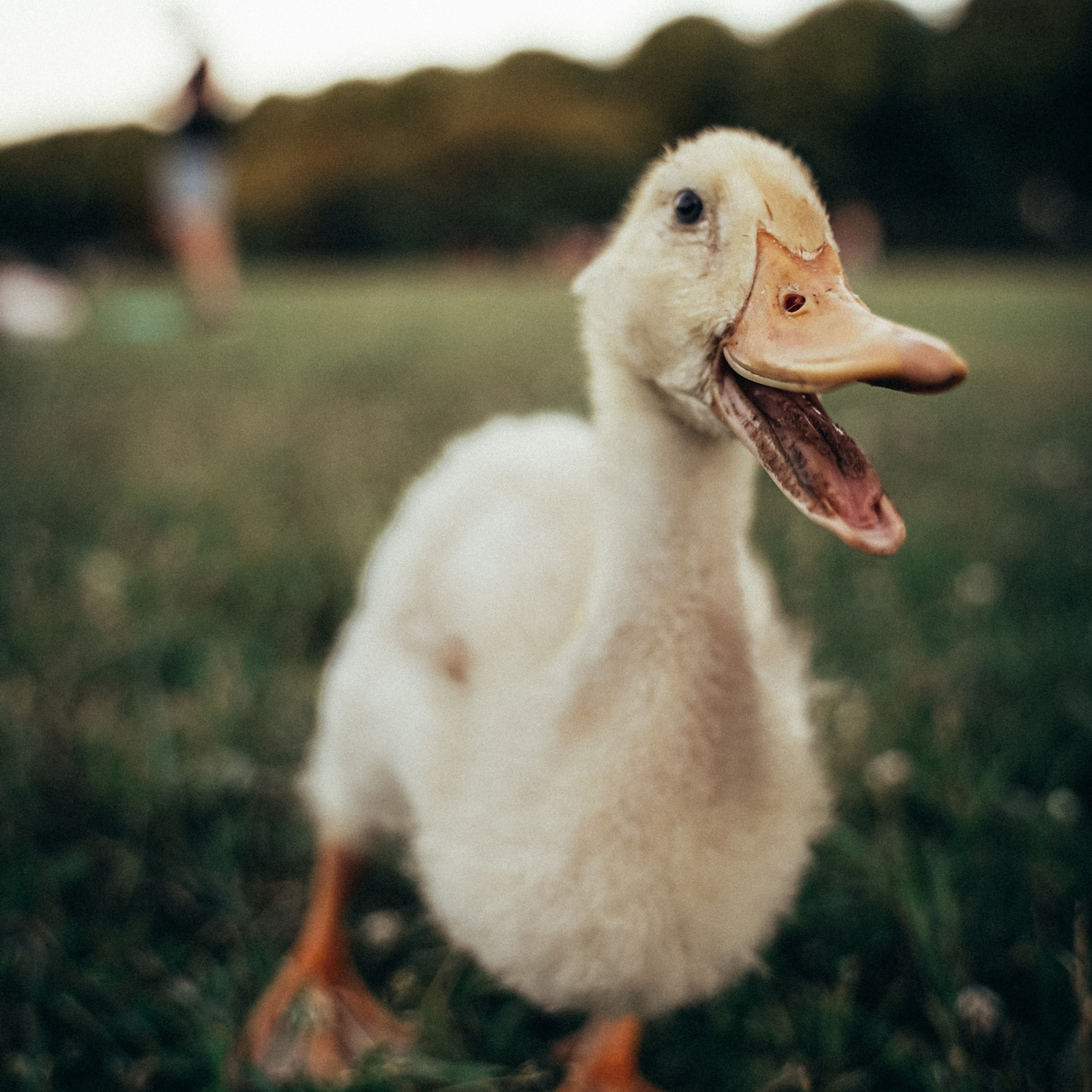 Пернатый психоз