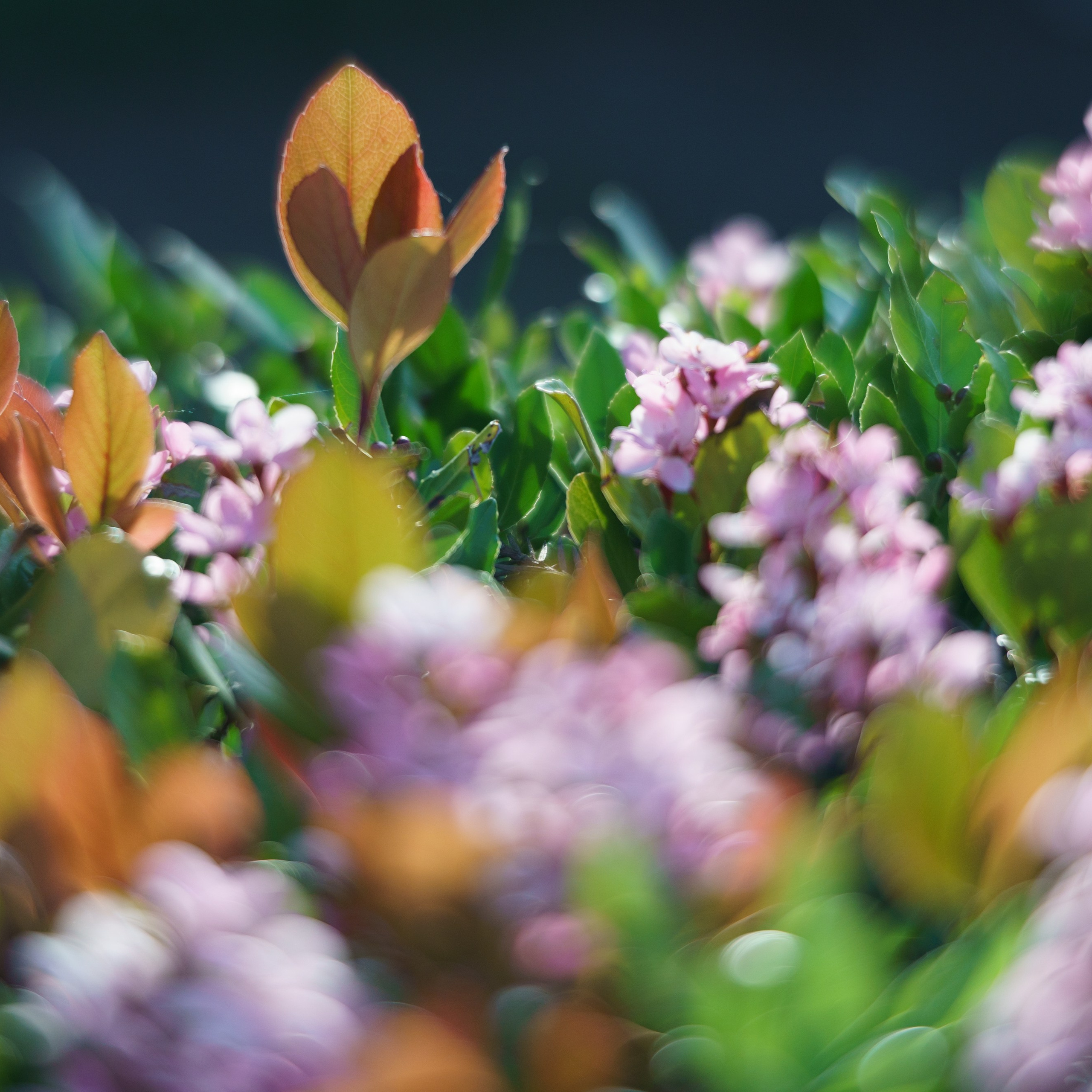 Testimonials. Tatiana Smirnova — Photographer