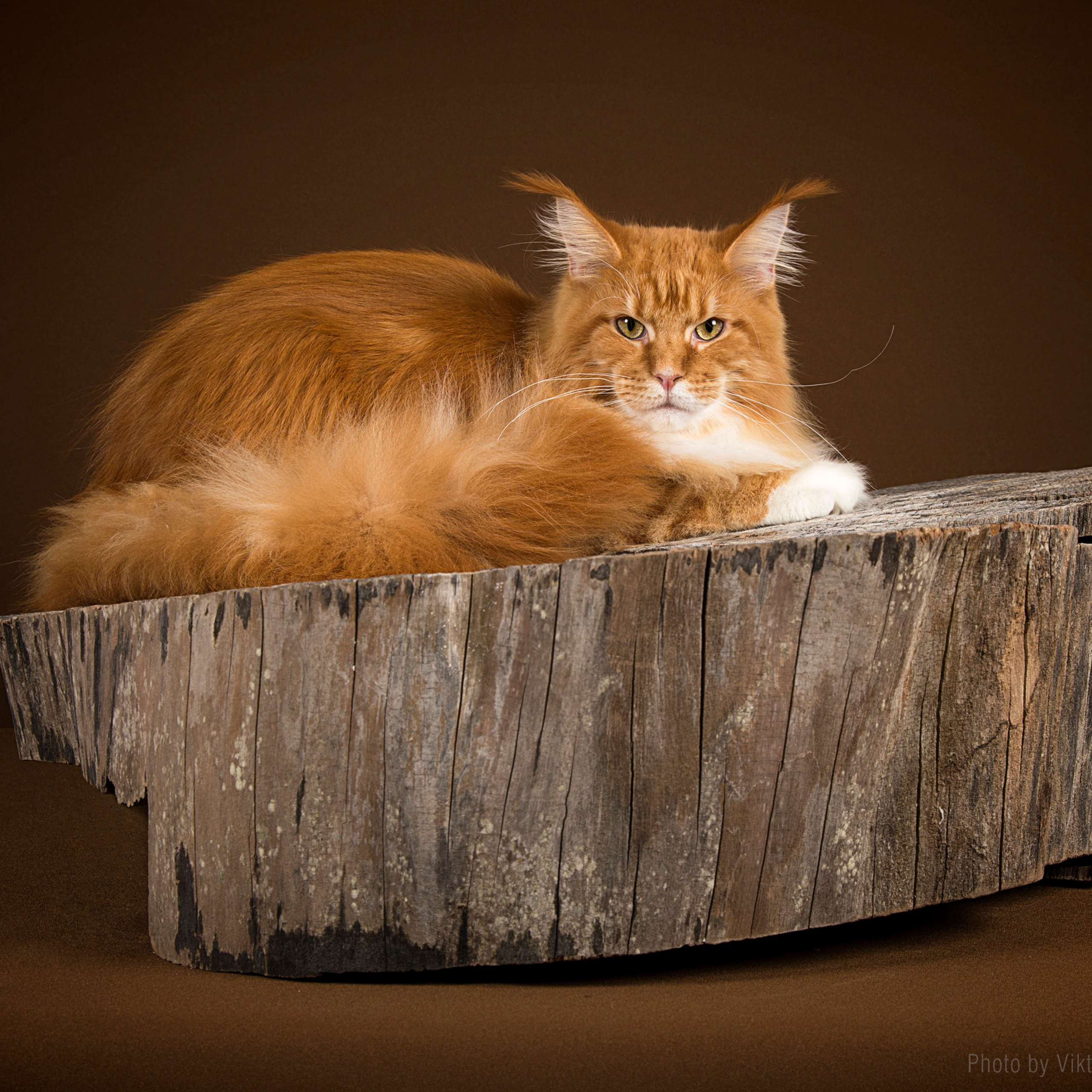 Отзывы. Фотограф в Таллине Виктория Баранова |фотосессии и обучение / Photographer Viktoria Baranova