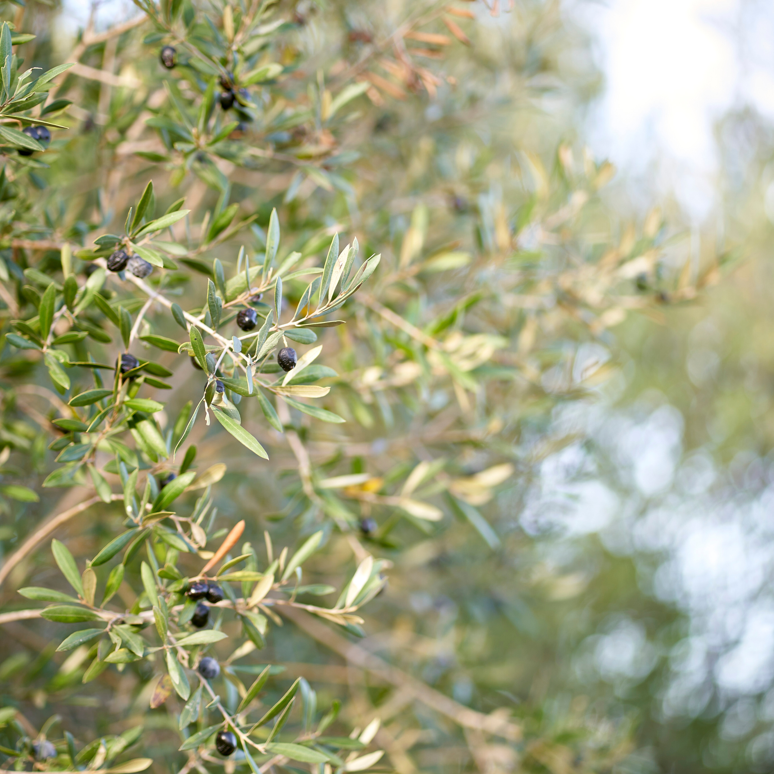 Testimonios. Fotógrafo de bodas y familias en España, Málaga, Marbella