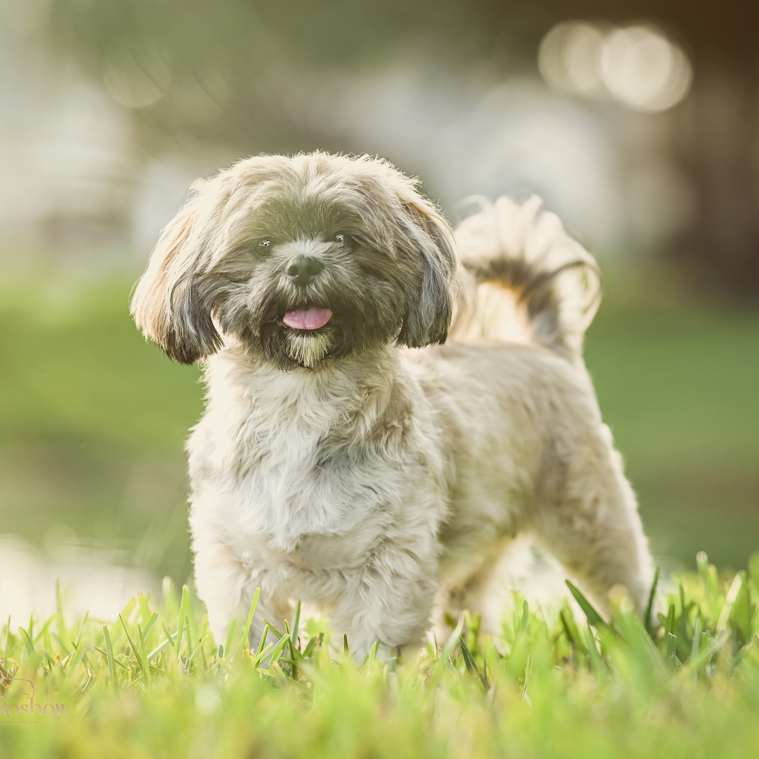 Reviews. Katerina Royter Pet Photographer North Florida