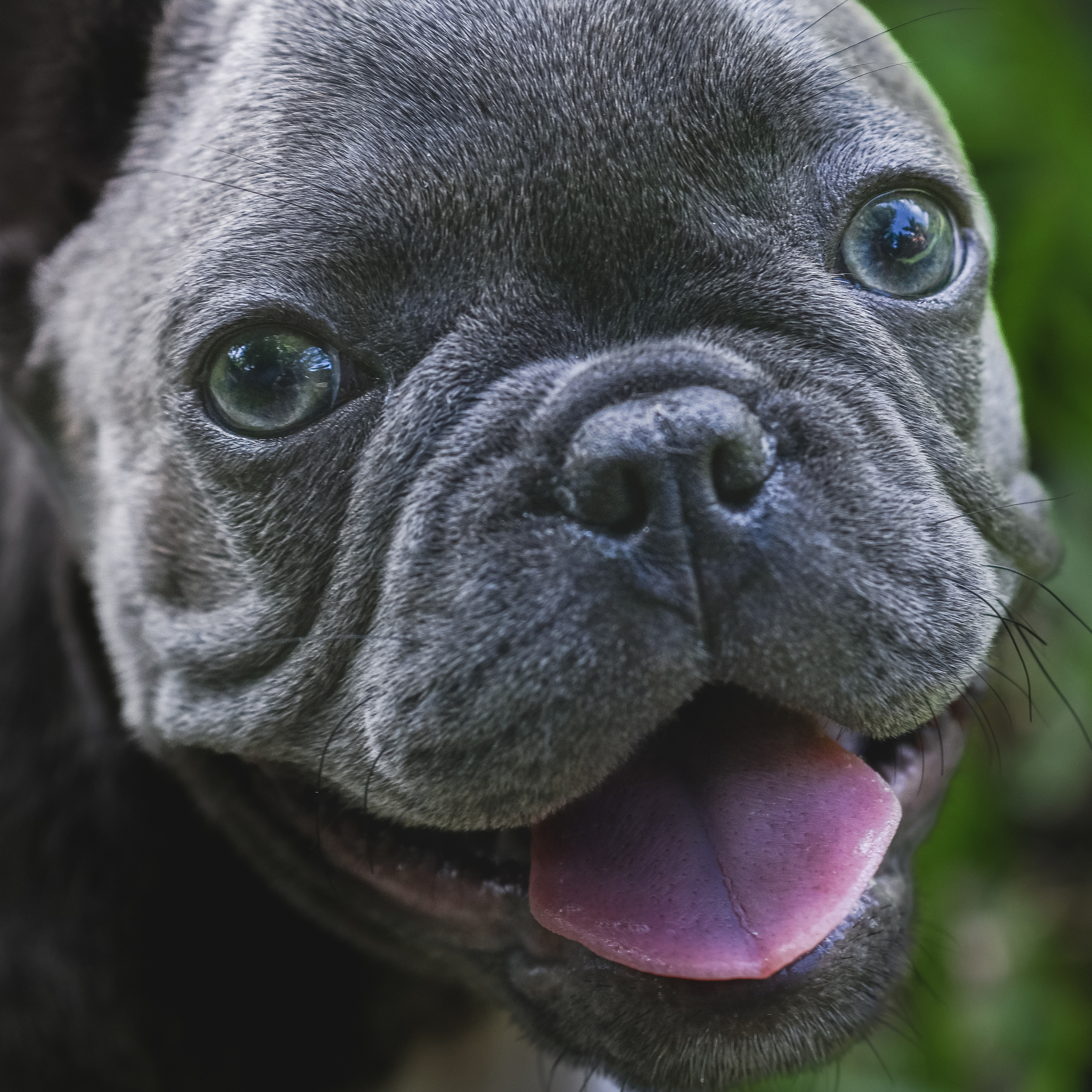 Reviews. Katerina Royter Pet Photographer North Florida