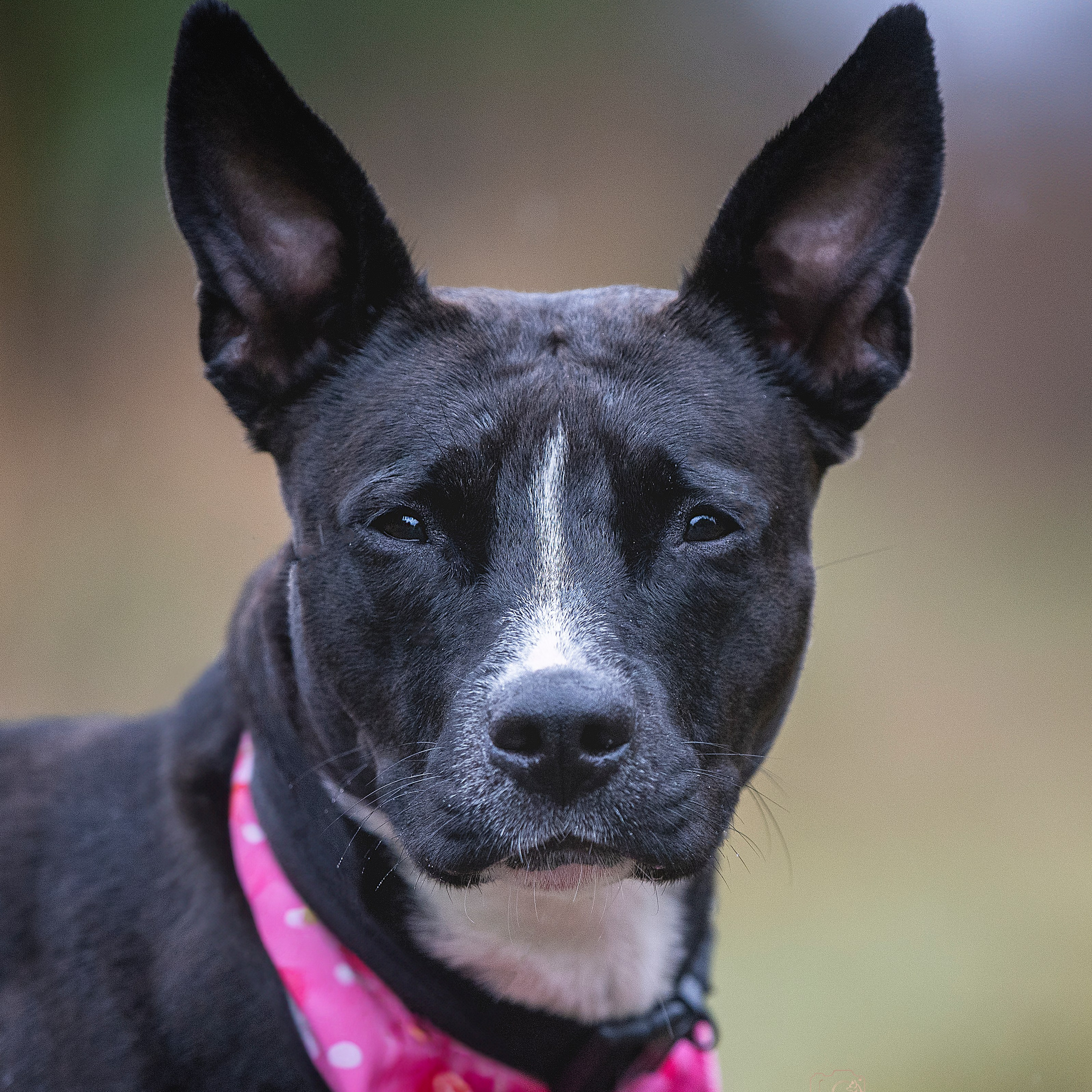Reviews. Katerina Royter Pet Photographer North Florida