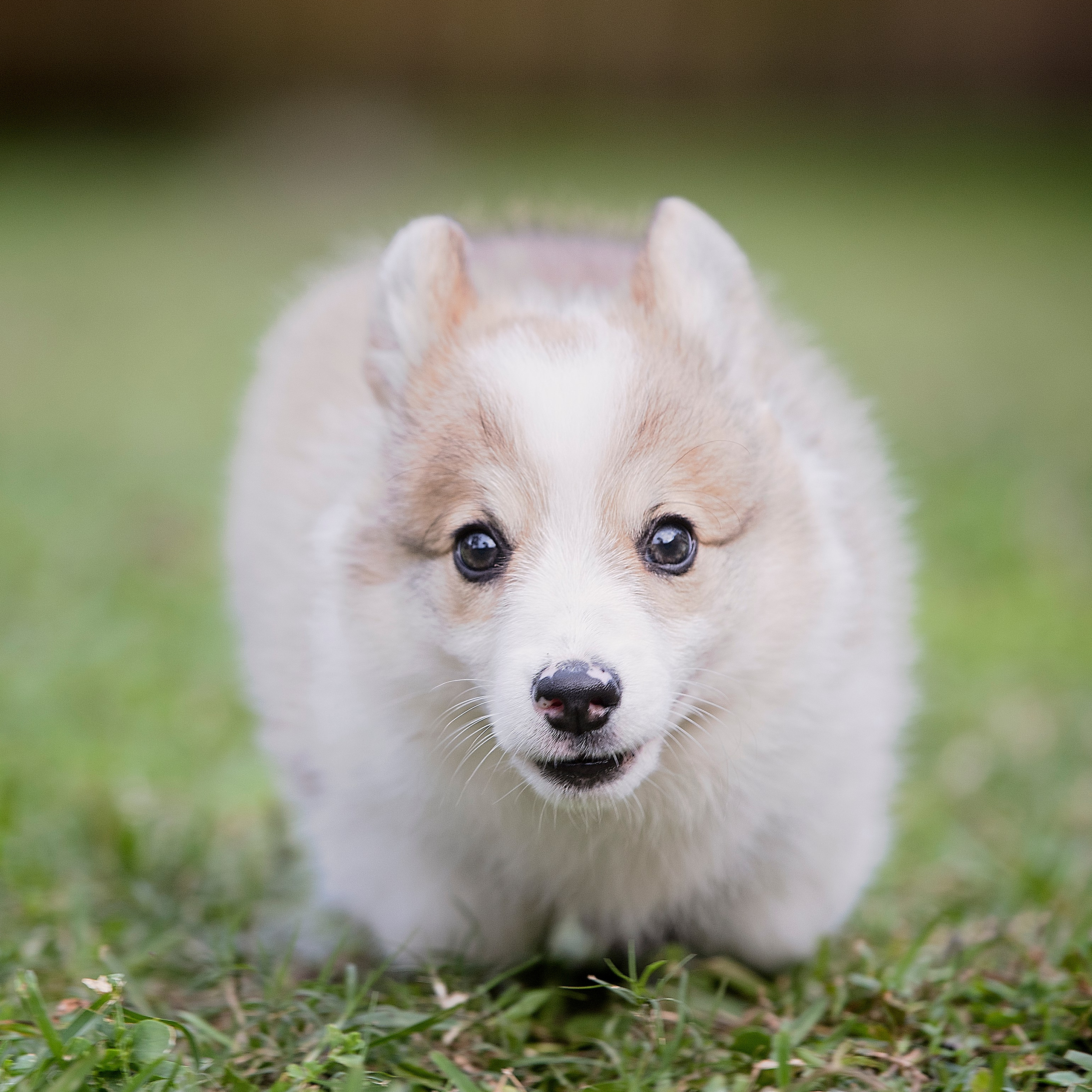 Reviews. Katerina Royter Pet Photographer North Florida