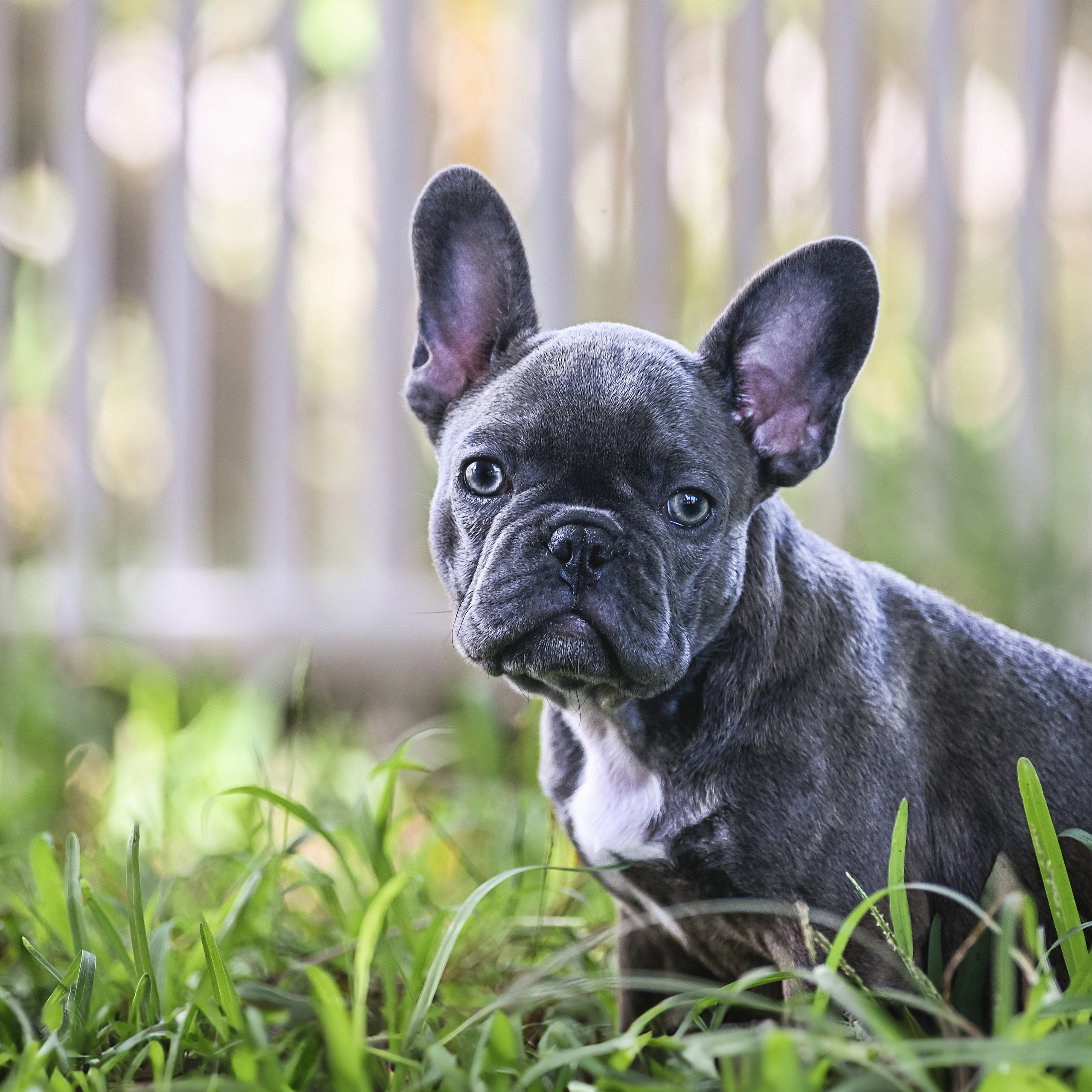 Reviews. Katerina Royter Pet Photographer North Florida