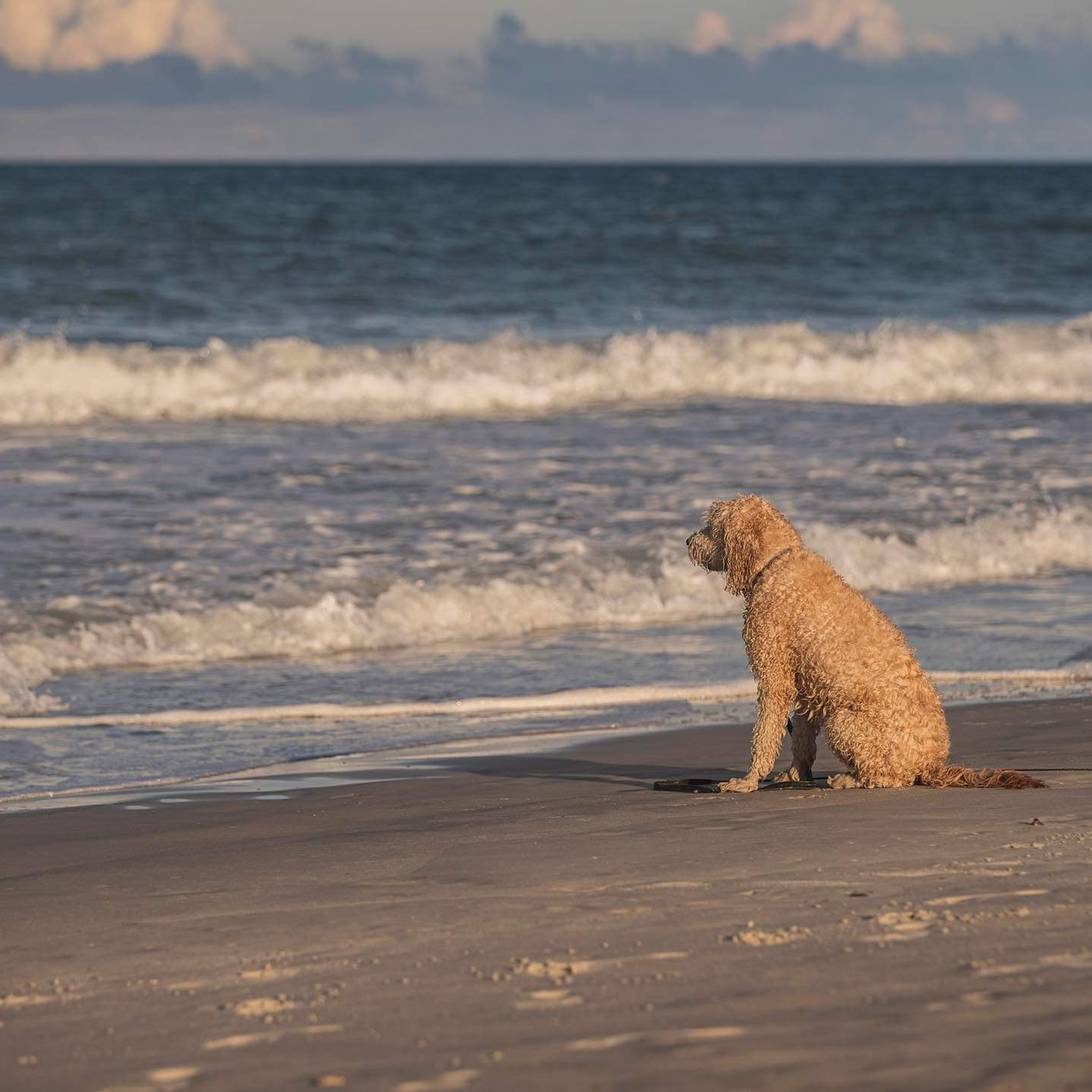 Reviews. Katerina Royter Pet Photographer North Florida
