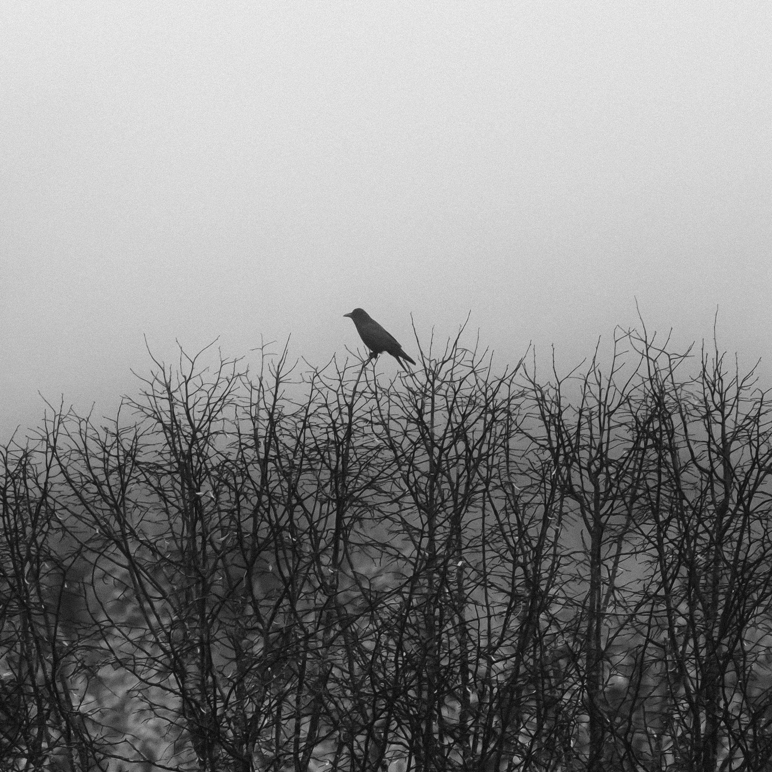 BLACK AND WHITE. OLGA REPTIK