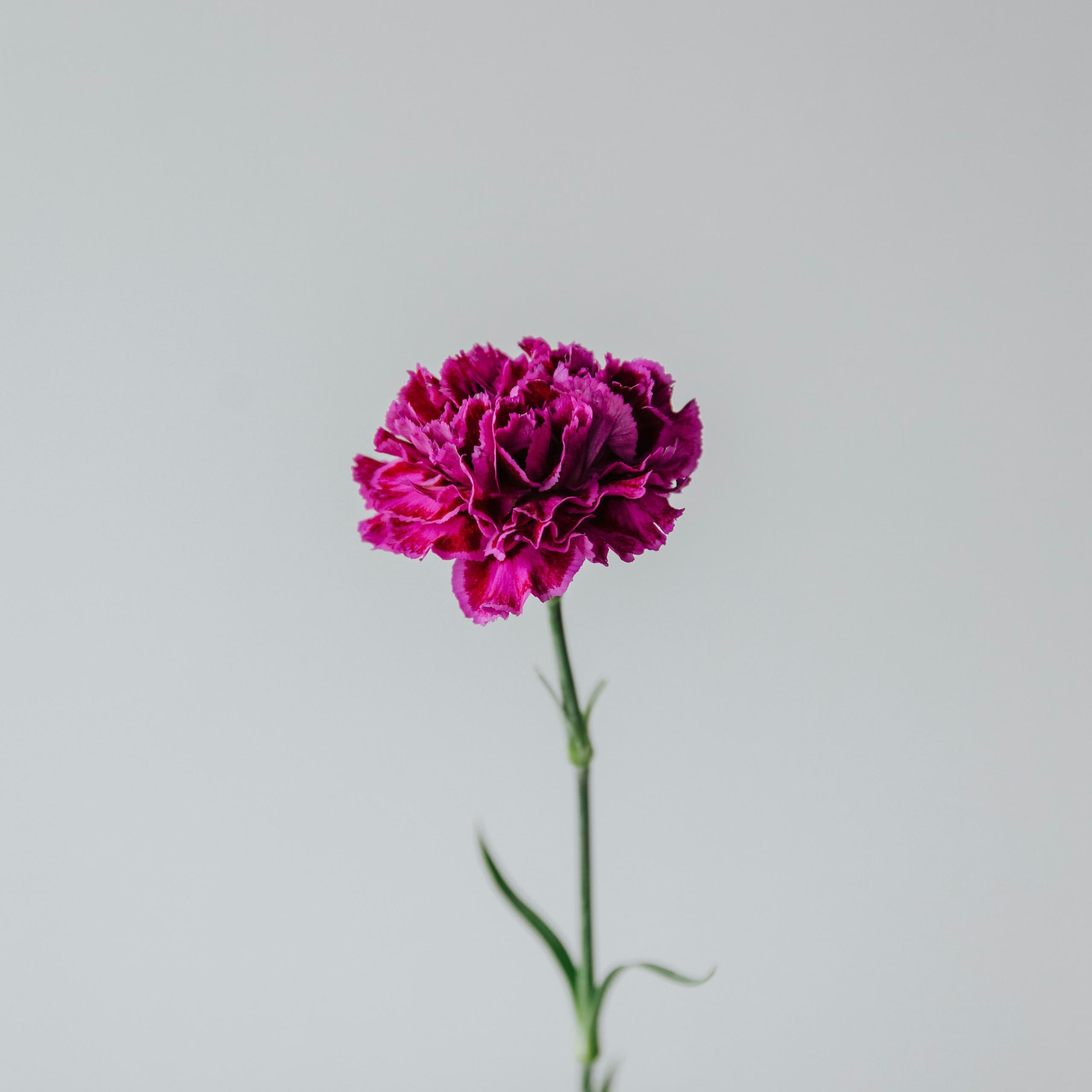 B e w e r t u n g e n. Beauty Studio Perfekto