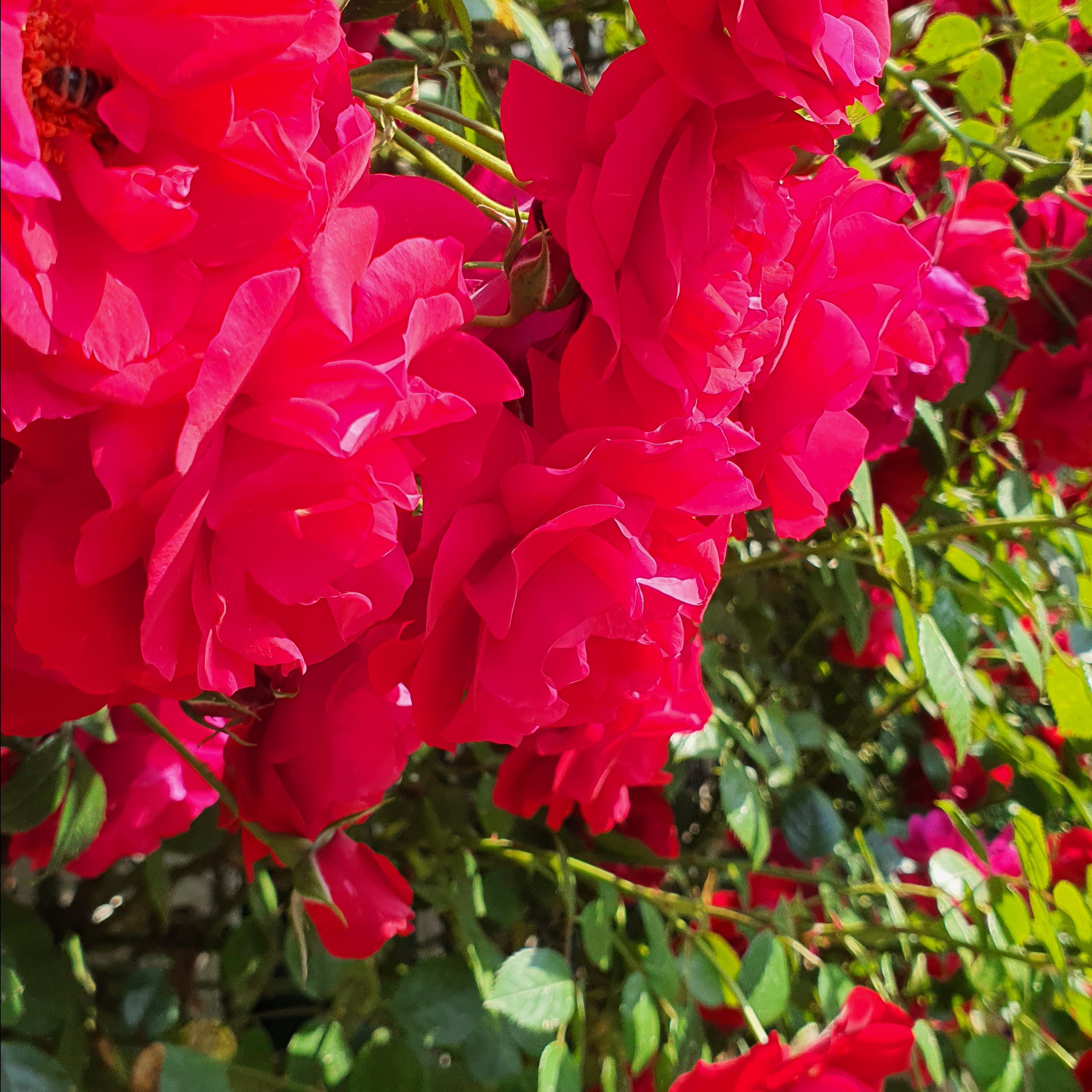 Bewertungen♥️. Familien und Kinderfotografin in Mainz / Wiesbaden / Frankfurt am Main