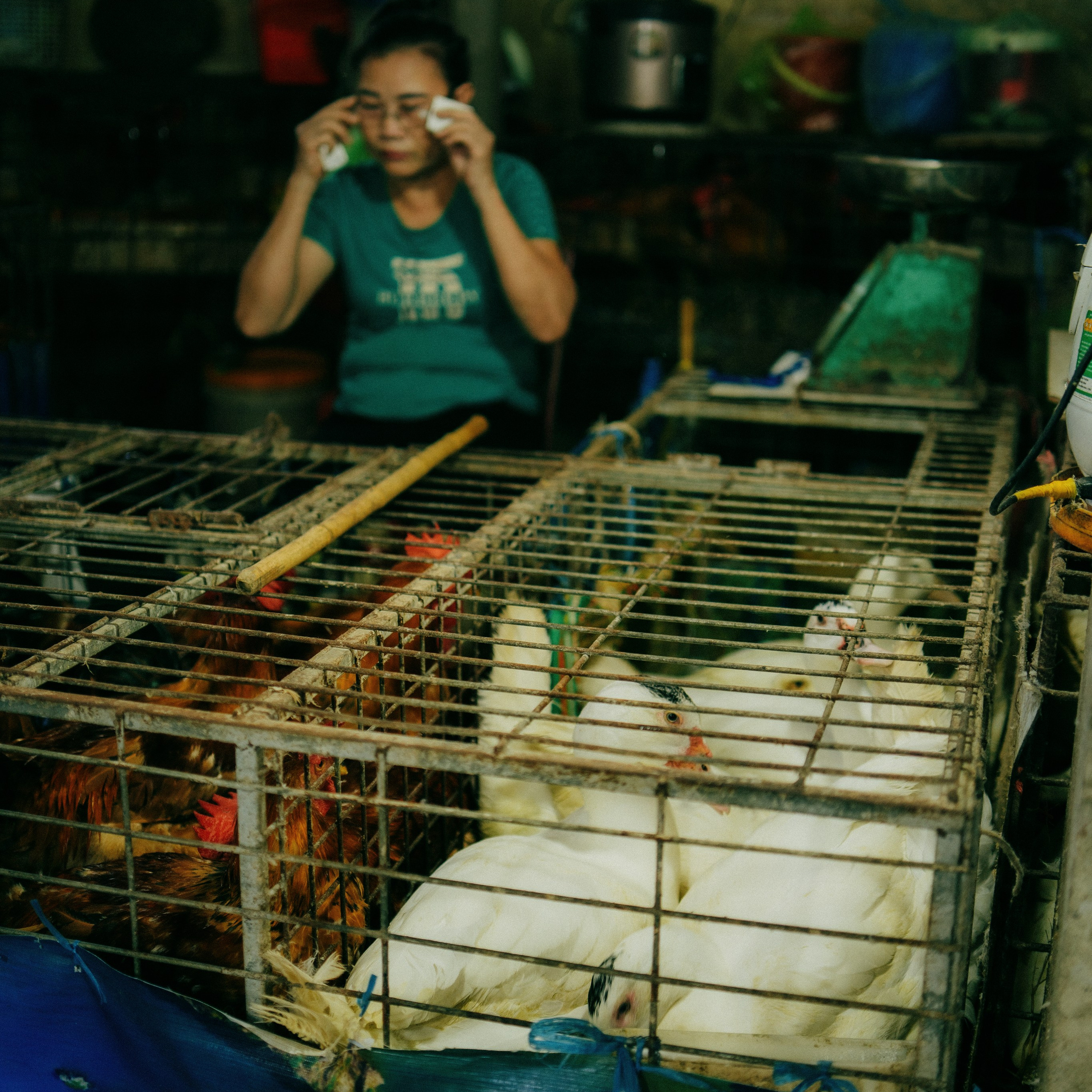 Cat Ba. Lifestyle and wedding photographer in Dubai Valeria Kikvidze