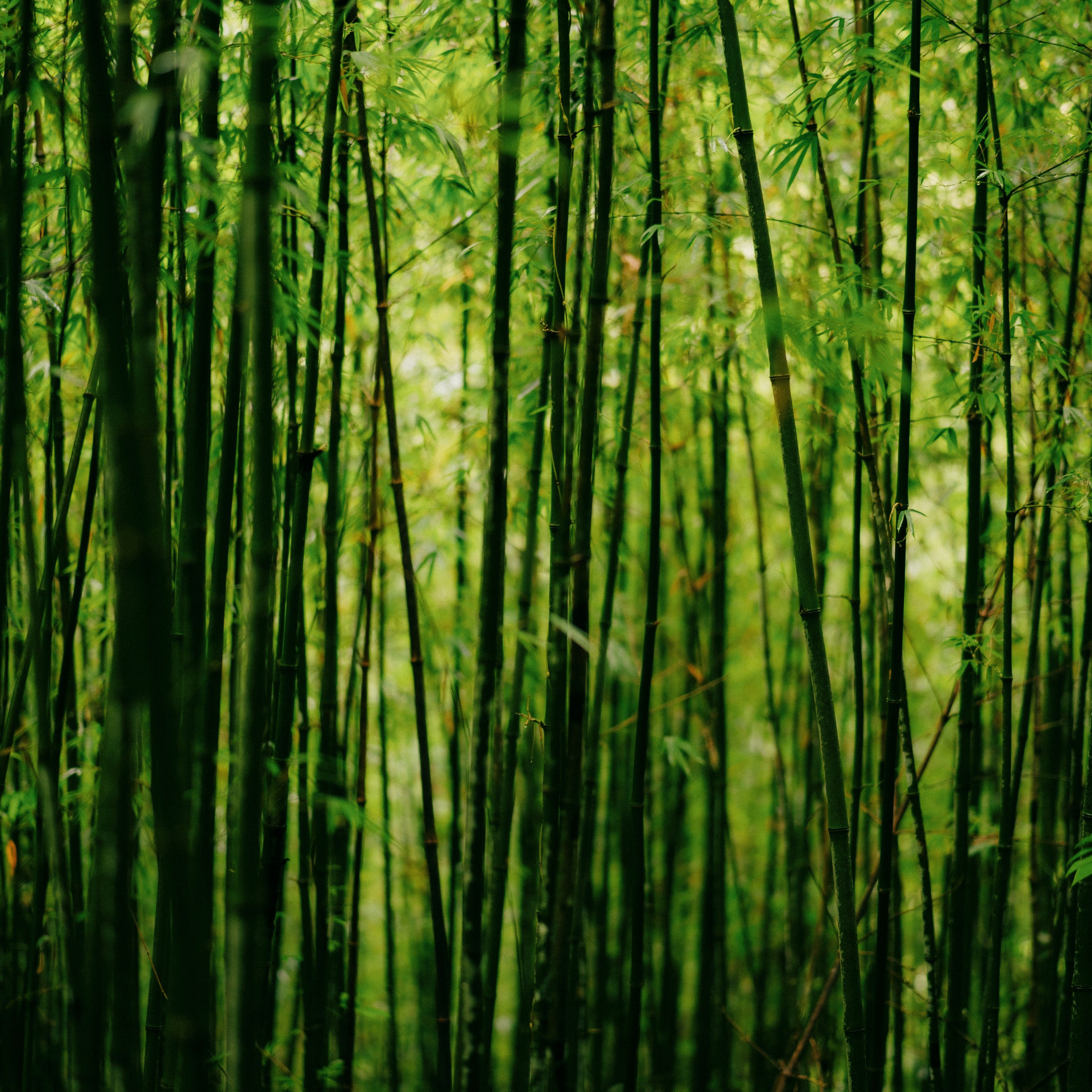 Ninh Binh. Lifestyle and wedding photographer in Dubai Valeria Kikvidze