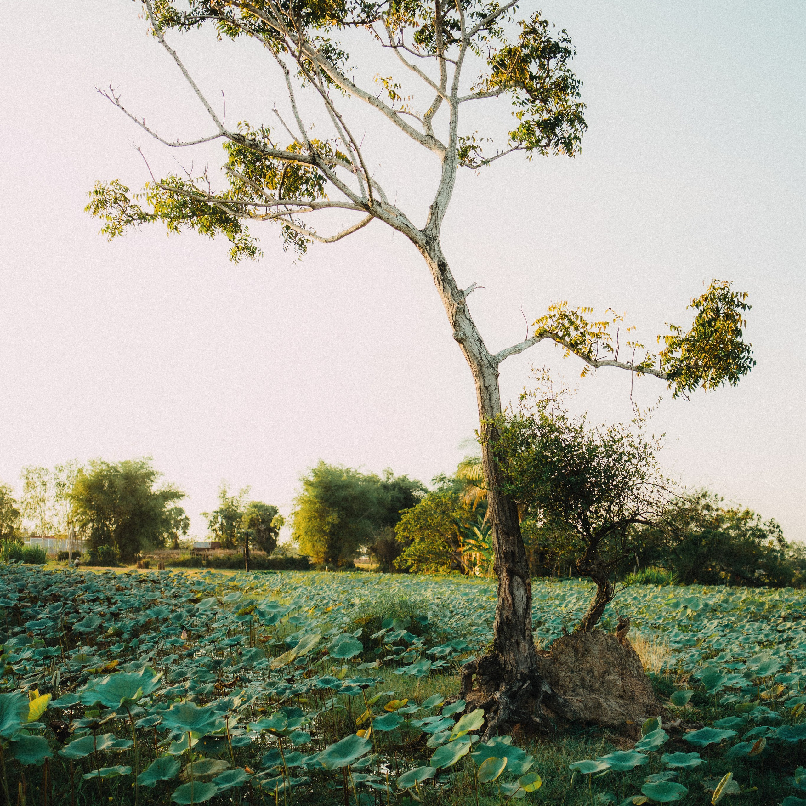Siem Reap. Lifestyle and wedding photographer in Dubai Valeria Kikvidze