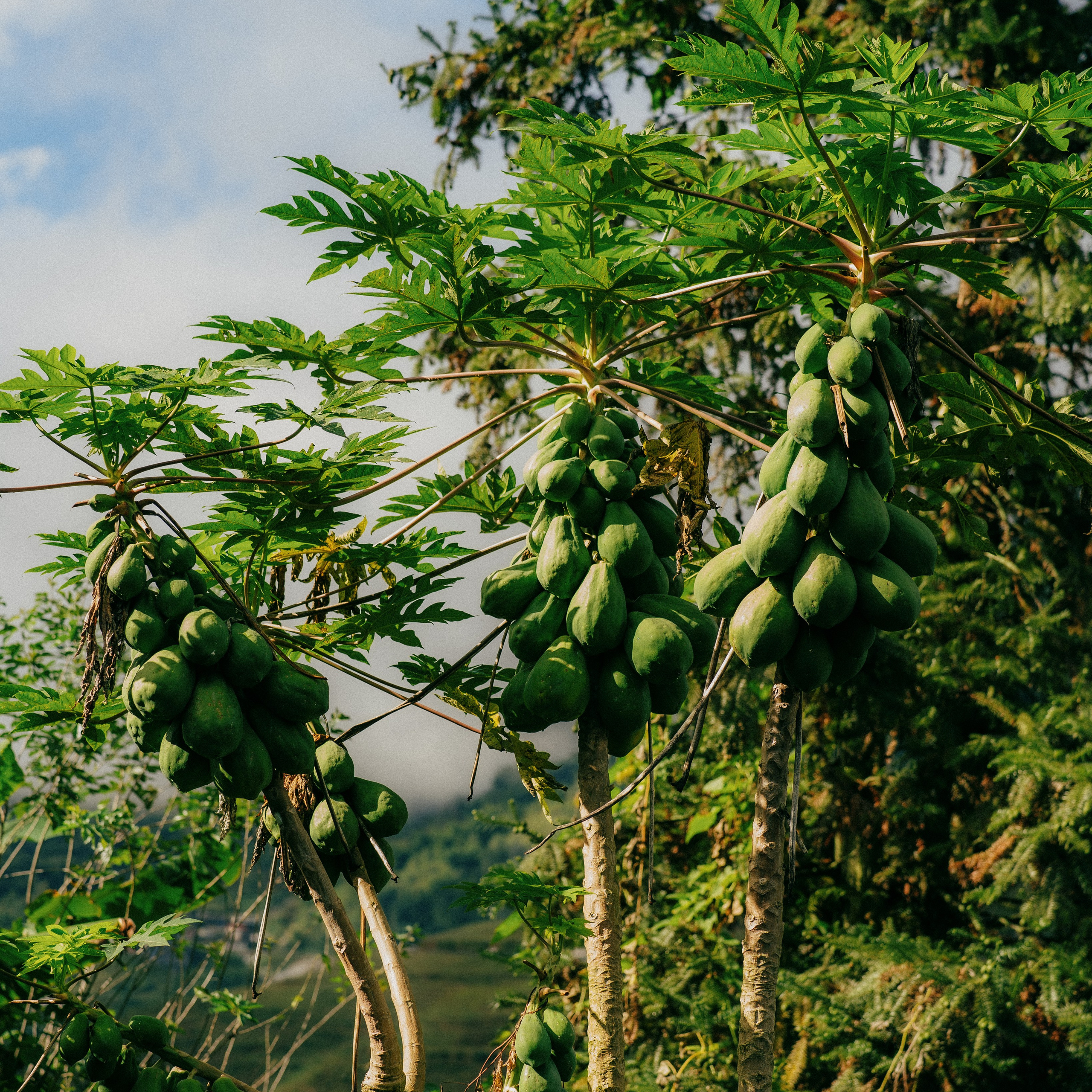 Ninh Binh. Lifestyle and wedding photographer in Dubai Valeria Kikvidze