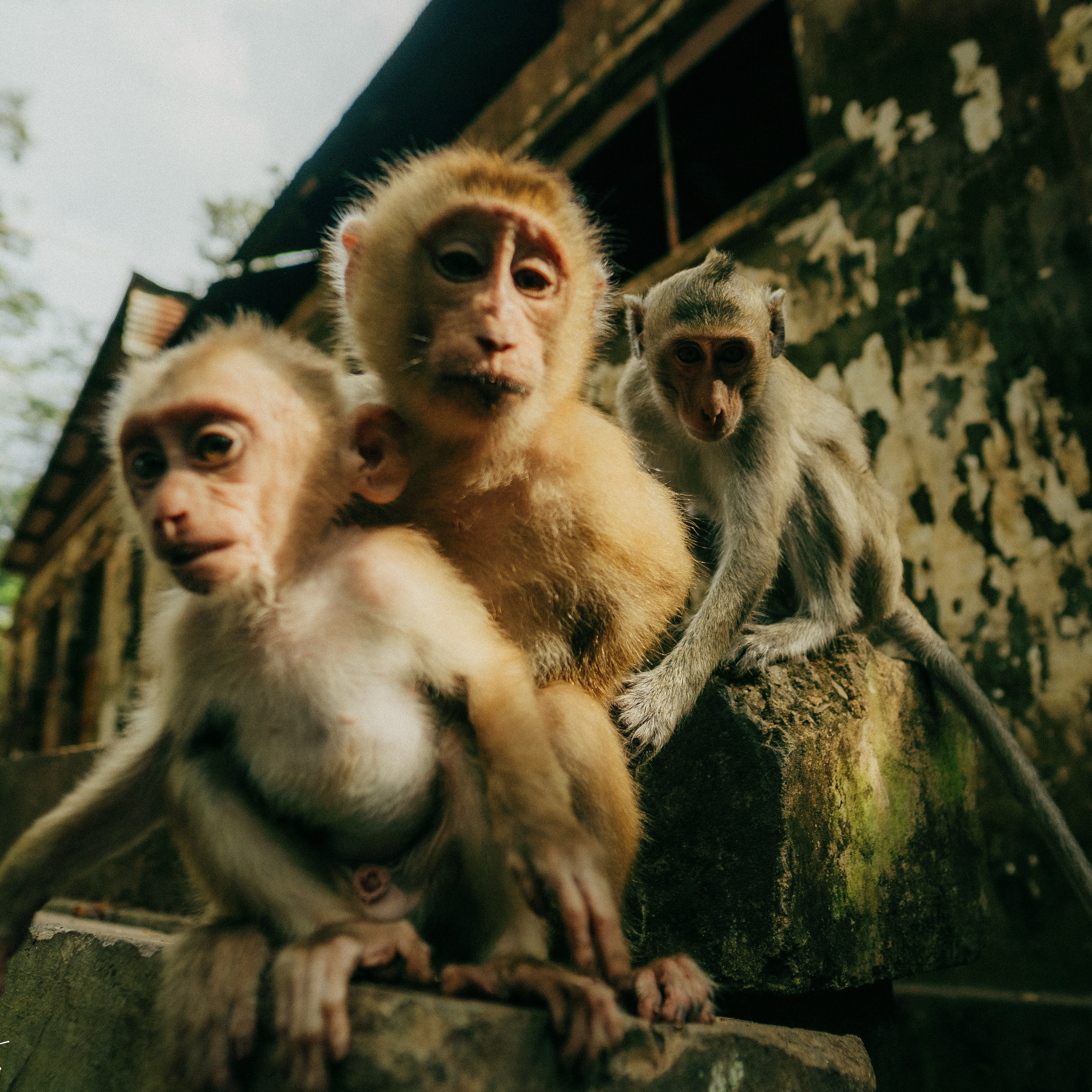 Angkor Wat. Lifestyle and wedding photographer in Dubai Valeria Kikvidze