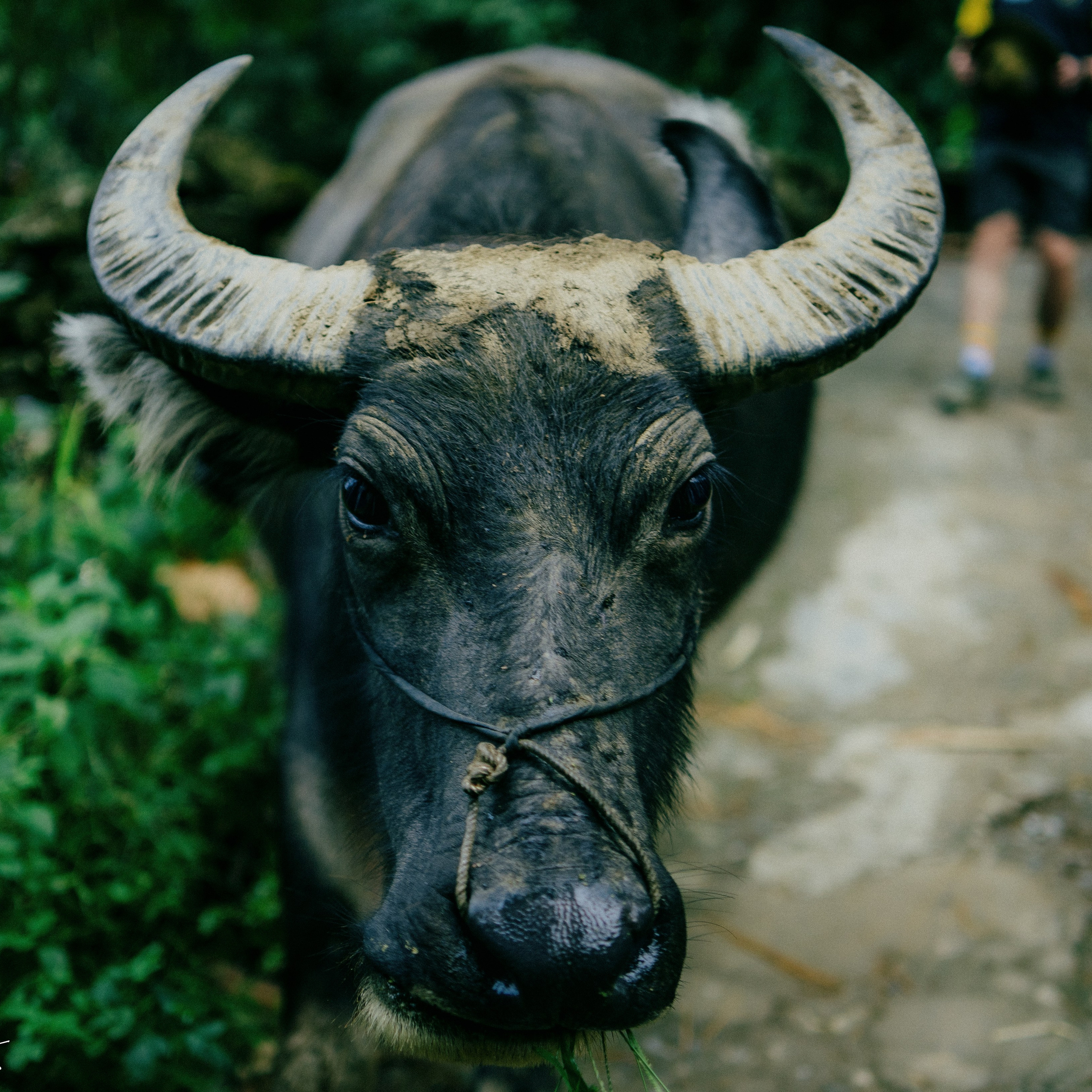 Ninh Binh. Lifestyle and wedding photographer in Dubai Valeria Kikvidze