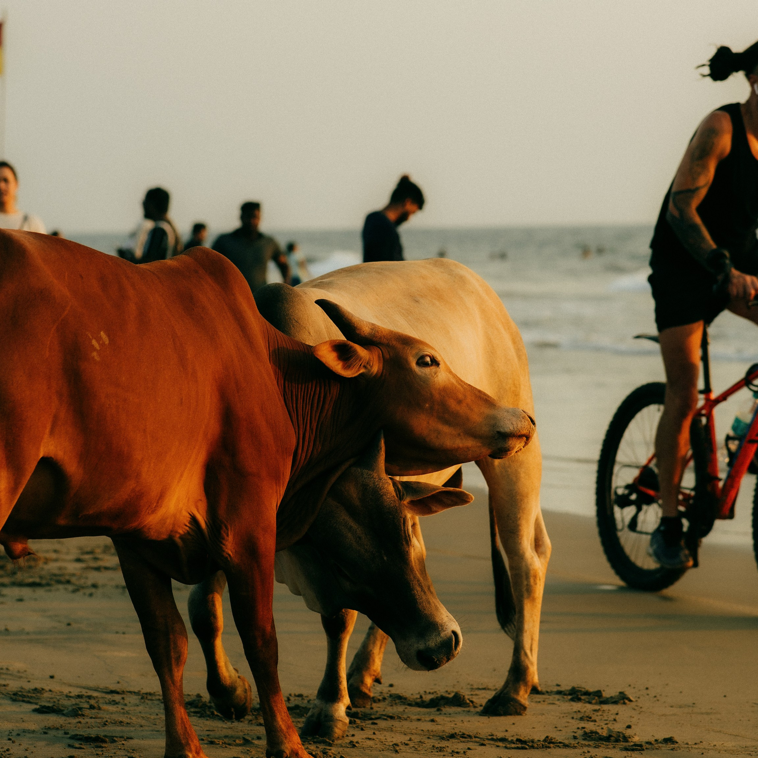 GOA. Lifestyle and wedding photographer in Dubai Valeria Kikvidze