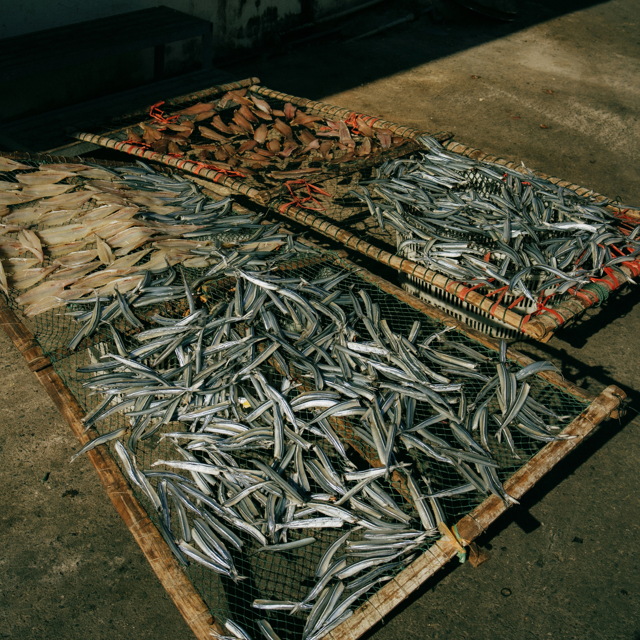 Cat Ba. Lifestyle and wedding photographer in Dubai Valeria Kikvidze