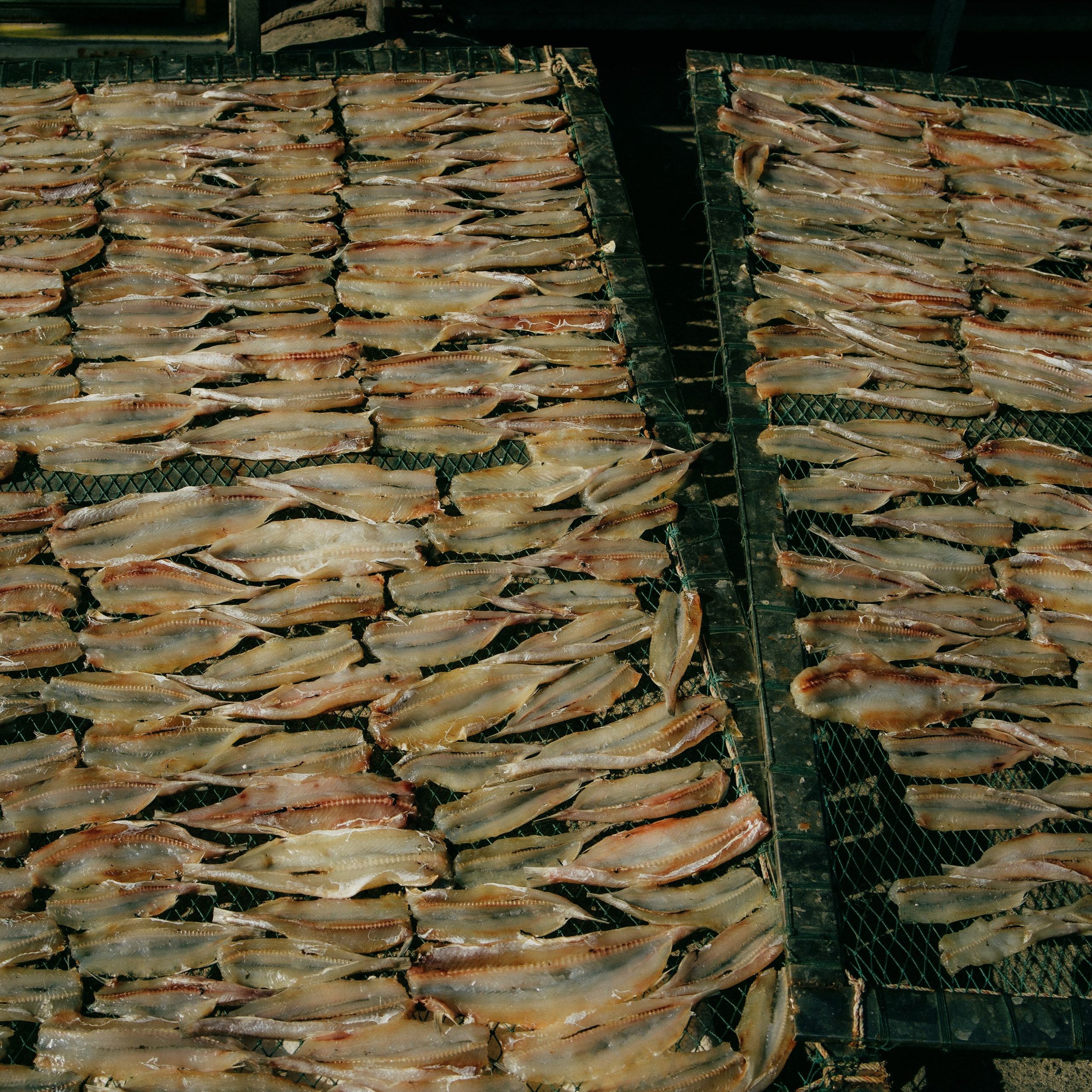 Cat Ba. Lifestyle and wedding photographer in Dubai Valeria Kikvidze