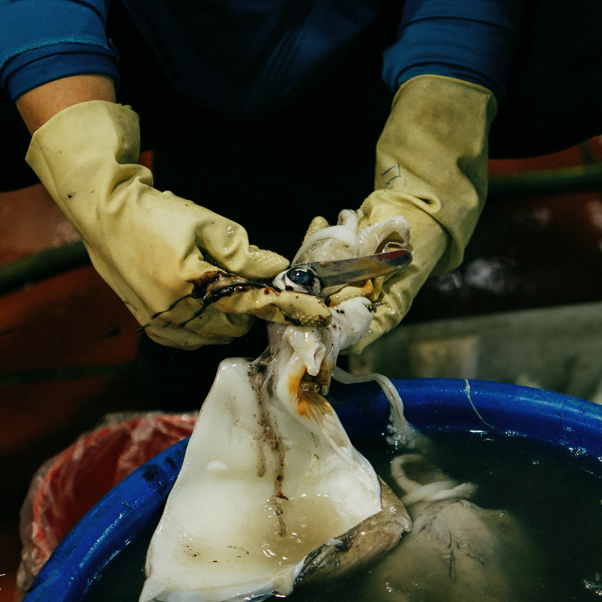 Cat Ba. Lifestyle and wedding photographer in Dubai Valeria Kikvidze