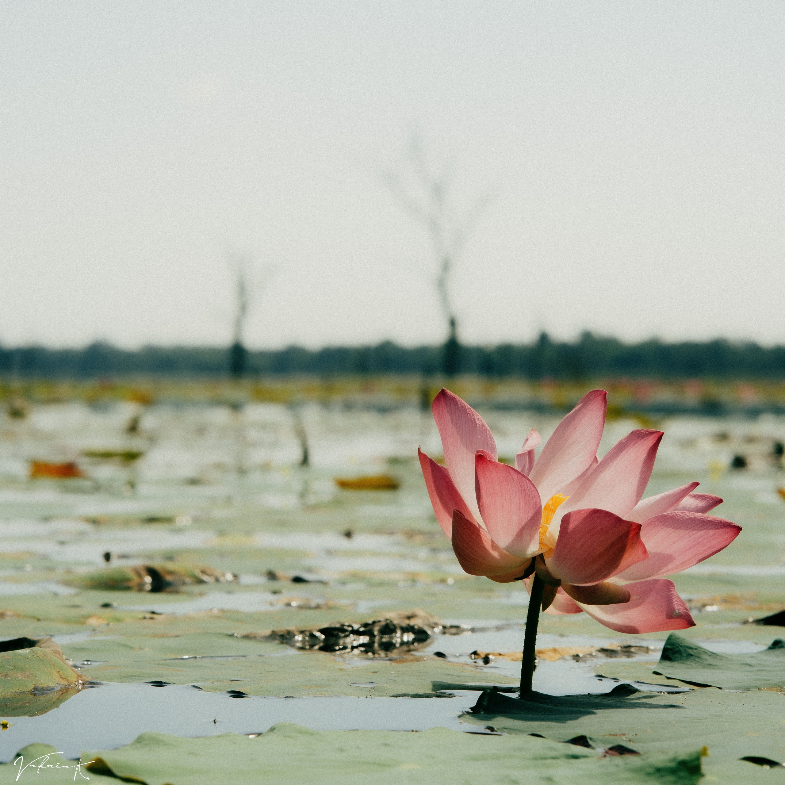Angkor Wat. Lifestyle and wedding photographer in Dubai Valeria Kikvidze