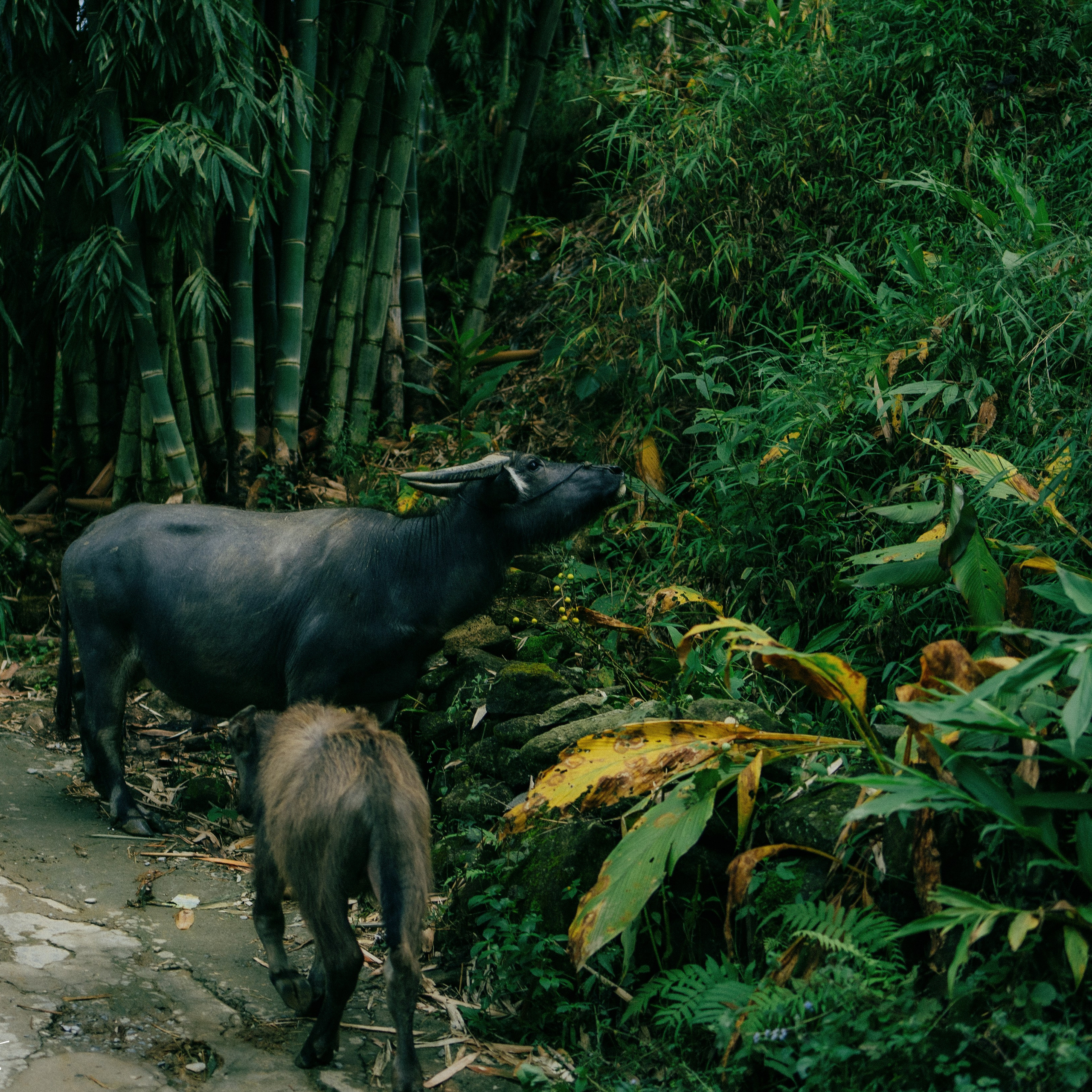 Ninh Binh. Lifestyle and wedding photographer in Dubai Valeria Kikvidze