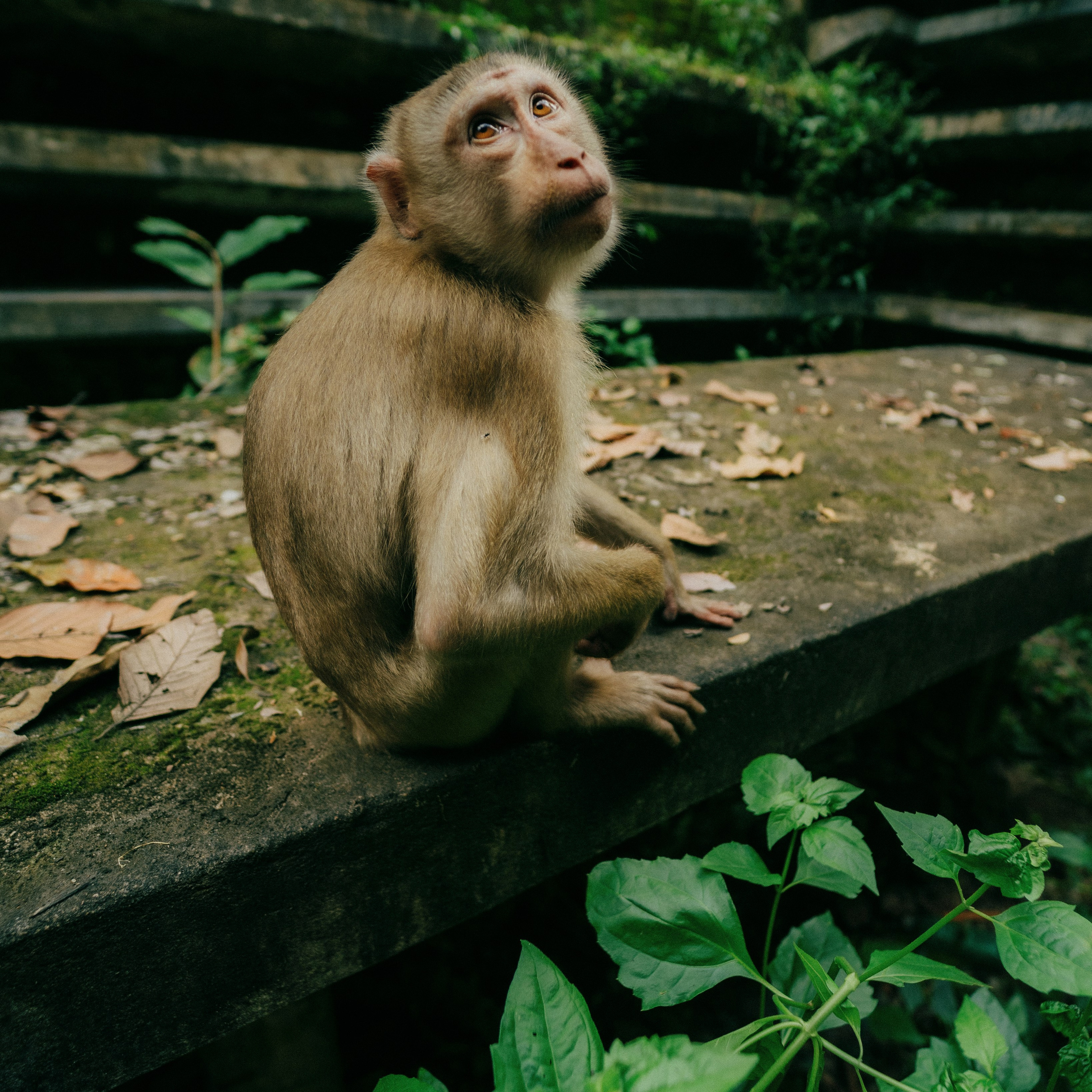 Angkor Wat. Lifestyle and wedding photographer in Dubai Valeria Kikvidze