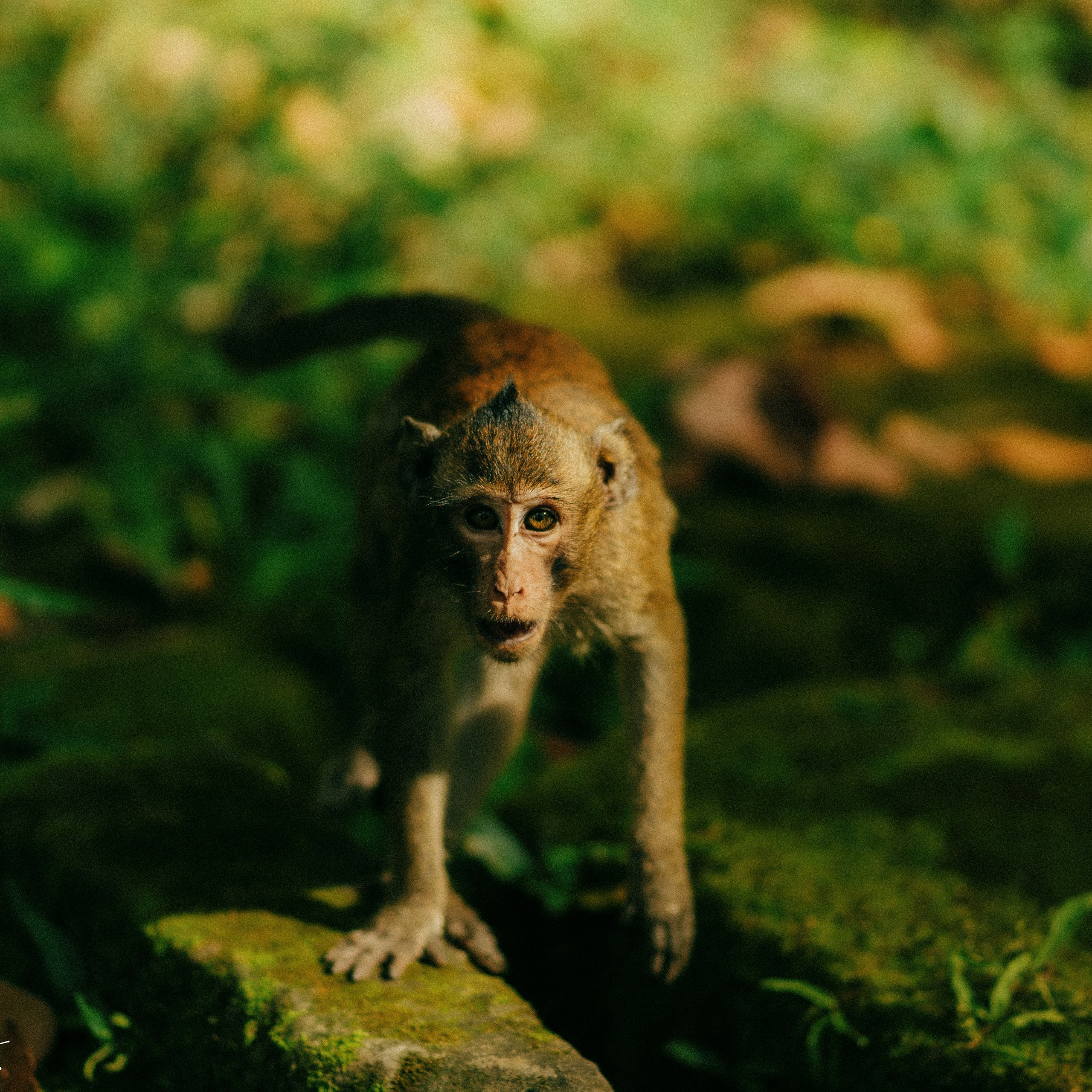 Angkor Wat. Lifestyle and wedding photographer in Dubai Valeria Kikvidze