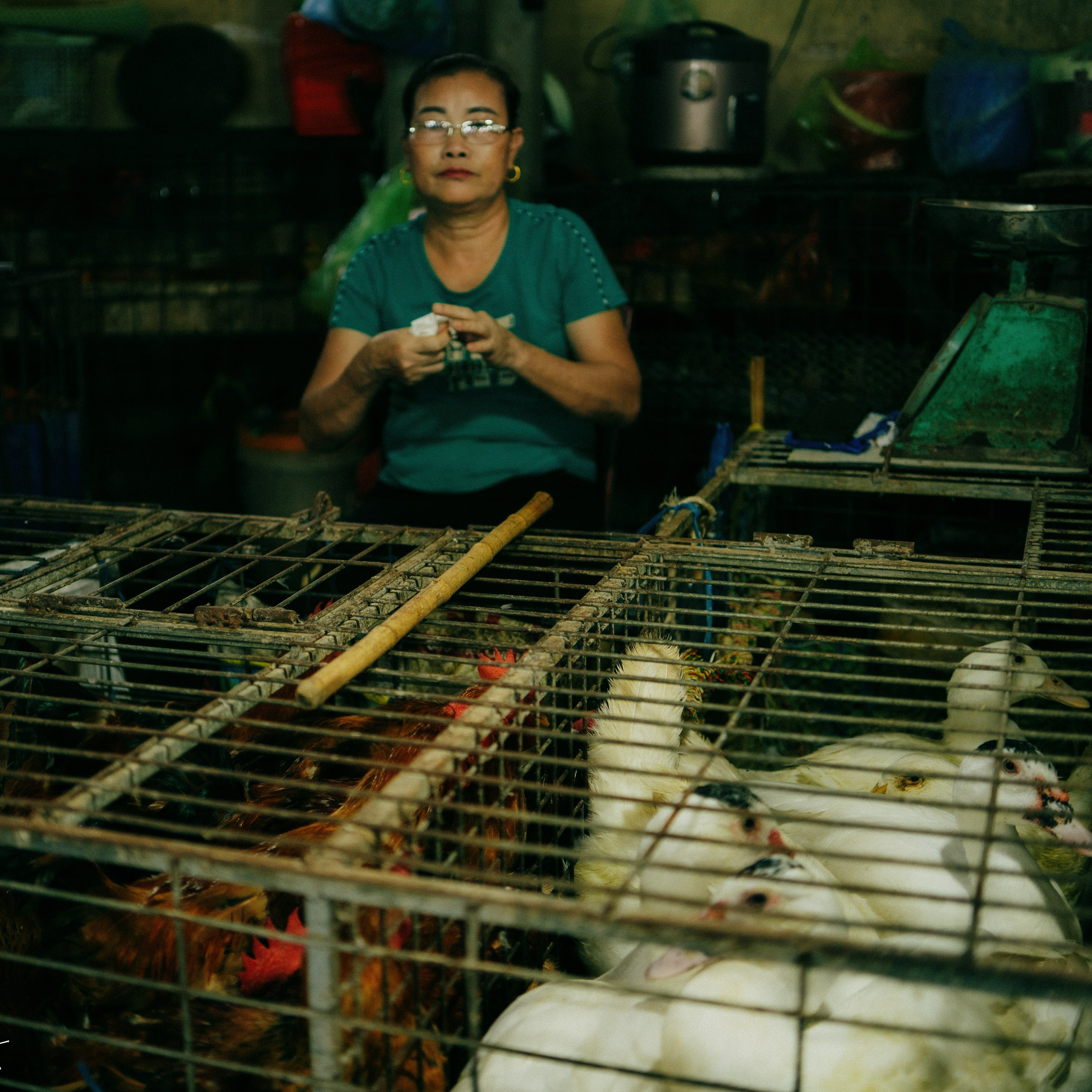 Cat Ba. Lifestyle and wedding photographer in Dubai Valeria Kikvidze