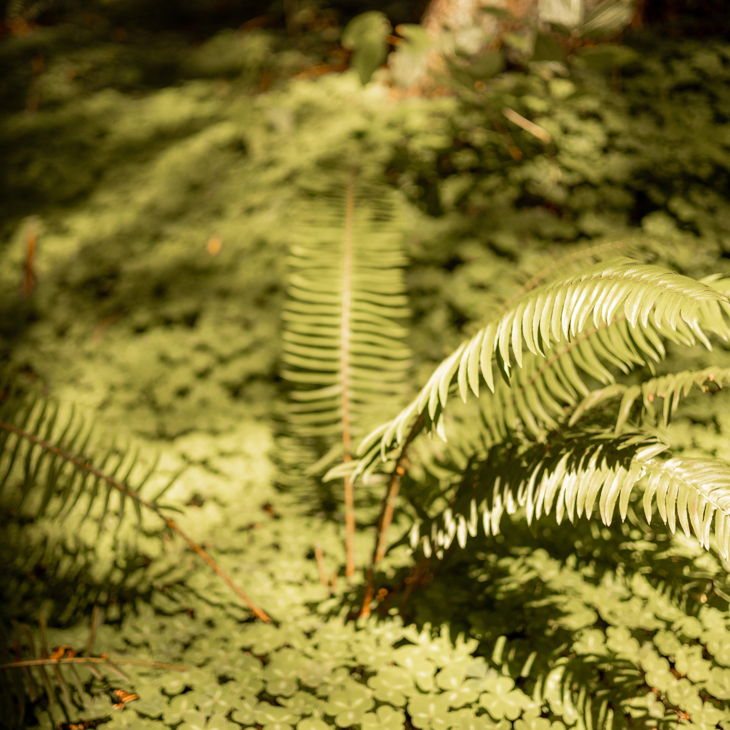 Reviews and recommendations. Bay Area Photographer: family, maternity, love story, wedding