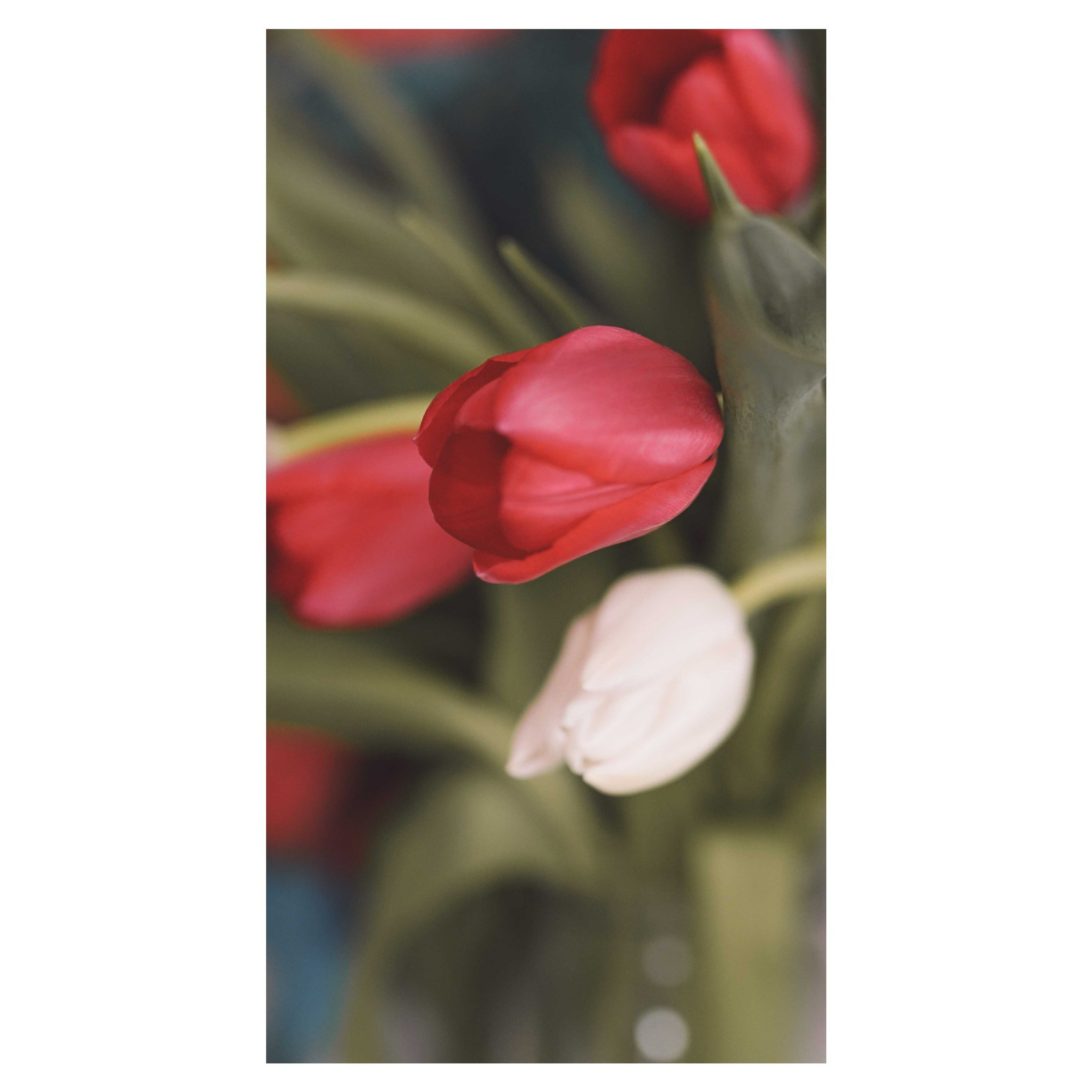 Print Martisor. Madalina Beda- Artist vizual, fotograf, doula la nastere, consultant babywearing Brasov si in toata tara