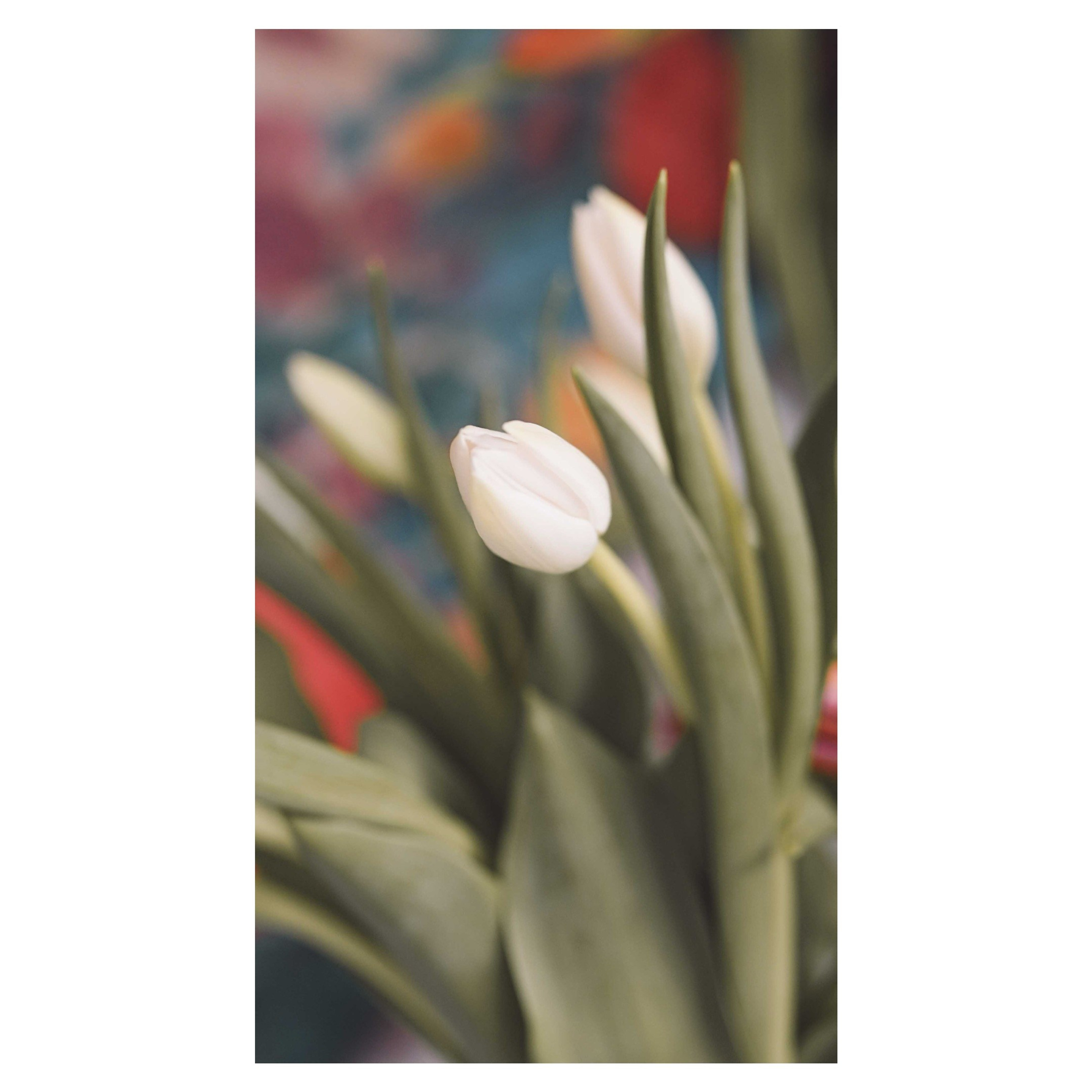 Print Delicatele. Madalina Beda- Artist vizual, fotograf, doula la nastere, consultant babywearing Brasov si in toata tara