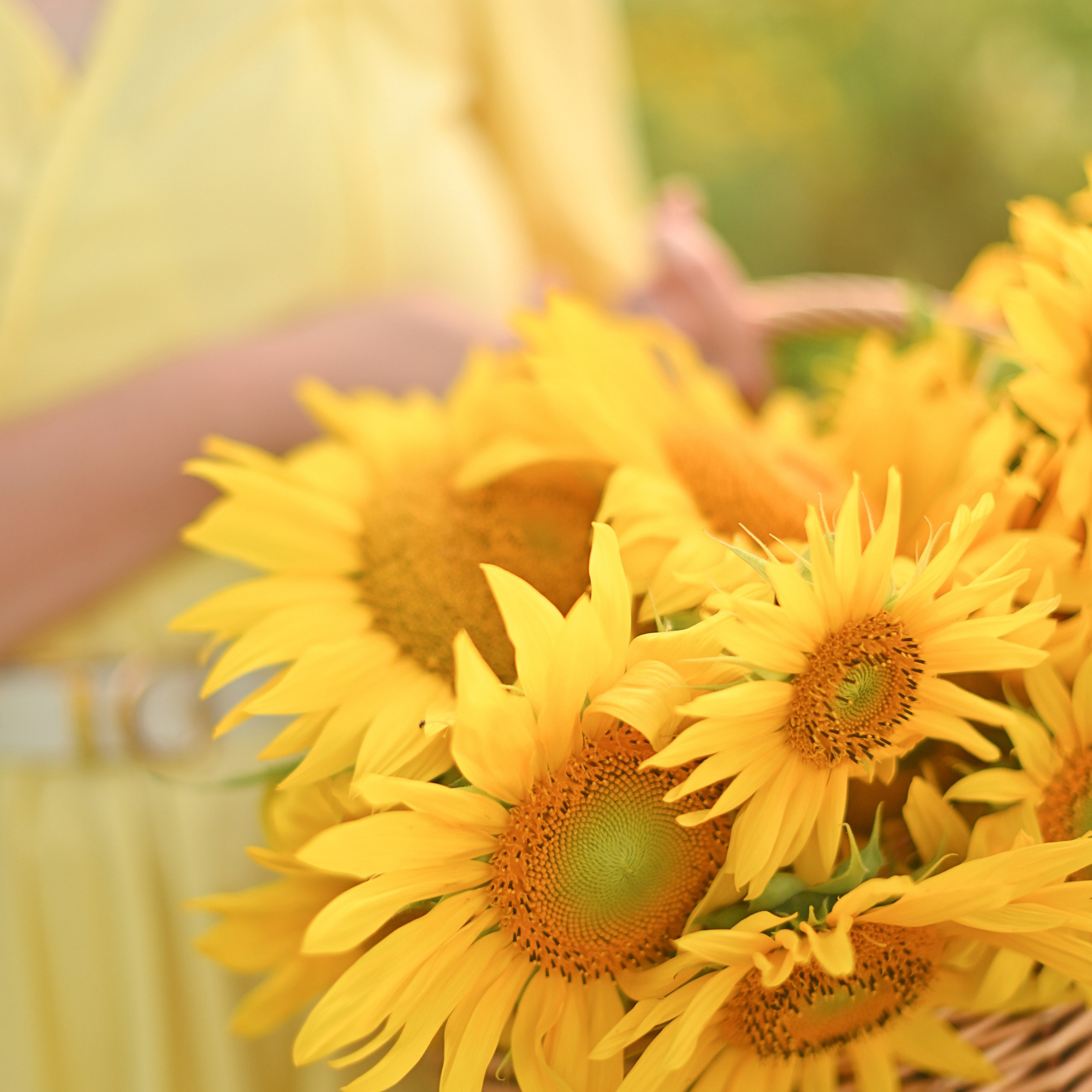 Подсолнухи