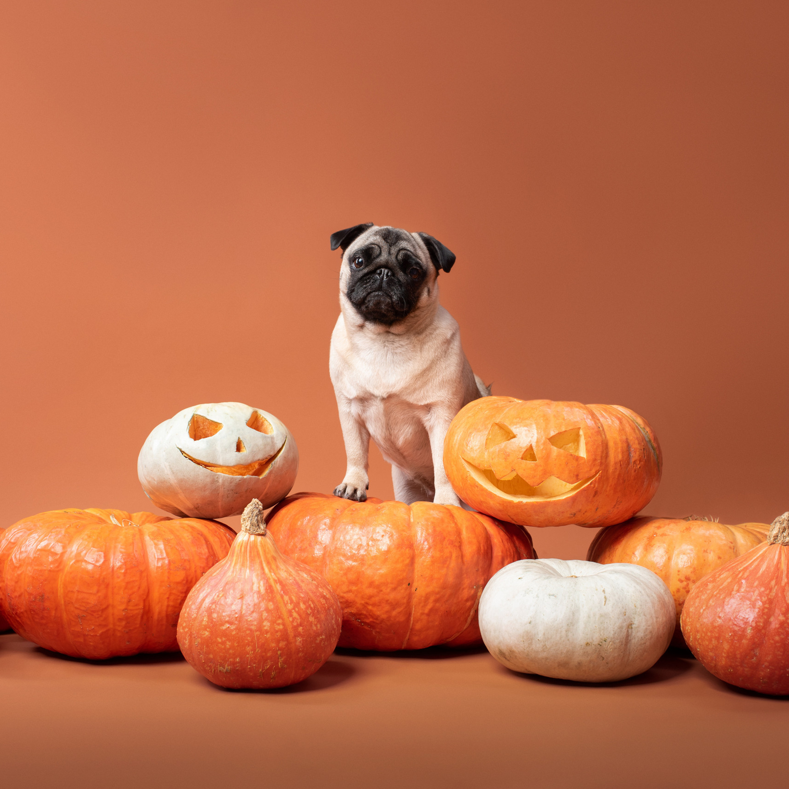 Client Reviews | Pet Photography by Tanya Asfir, Belgrade. Tanya Asfir — Pet & Animal Photographer | Belgrade, Serbia