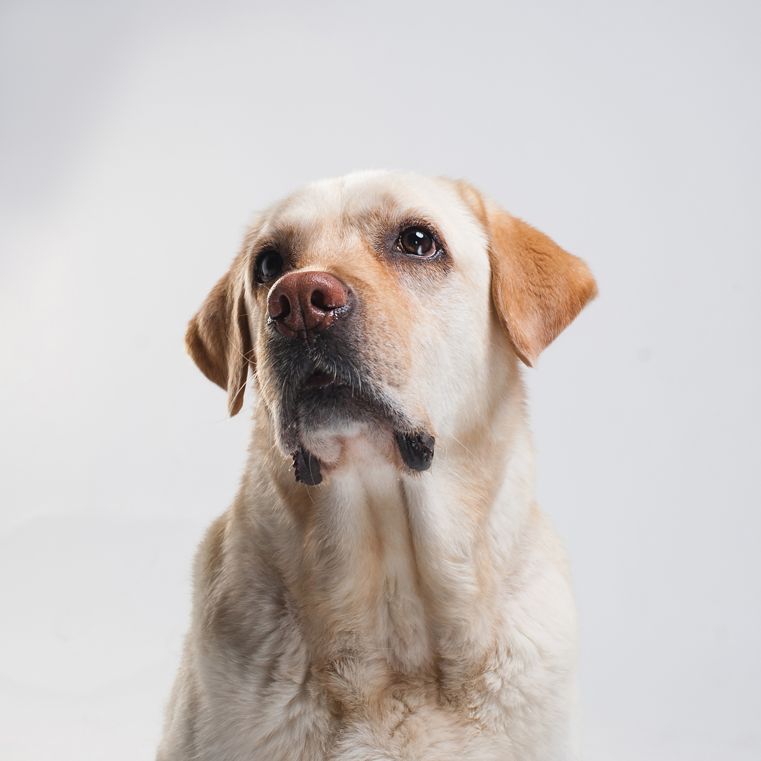 Mimika Project — Human & Dog Expressions | Tanya Asfir, Belgrade. Tanya Asfir — Pet & Animal Photographer | Belgrade, Serbia