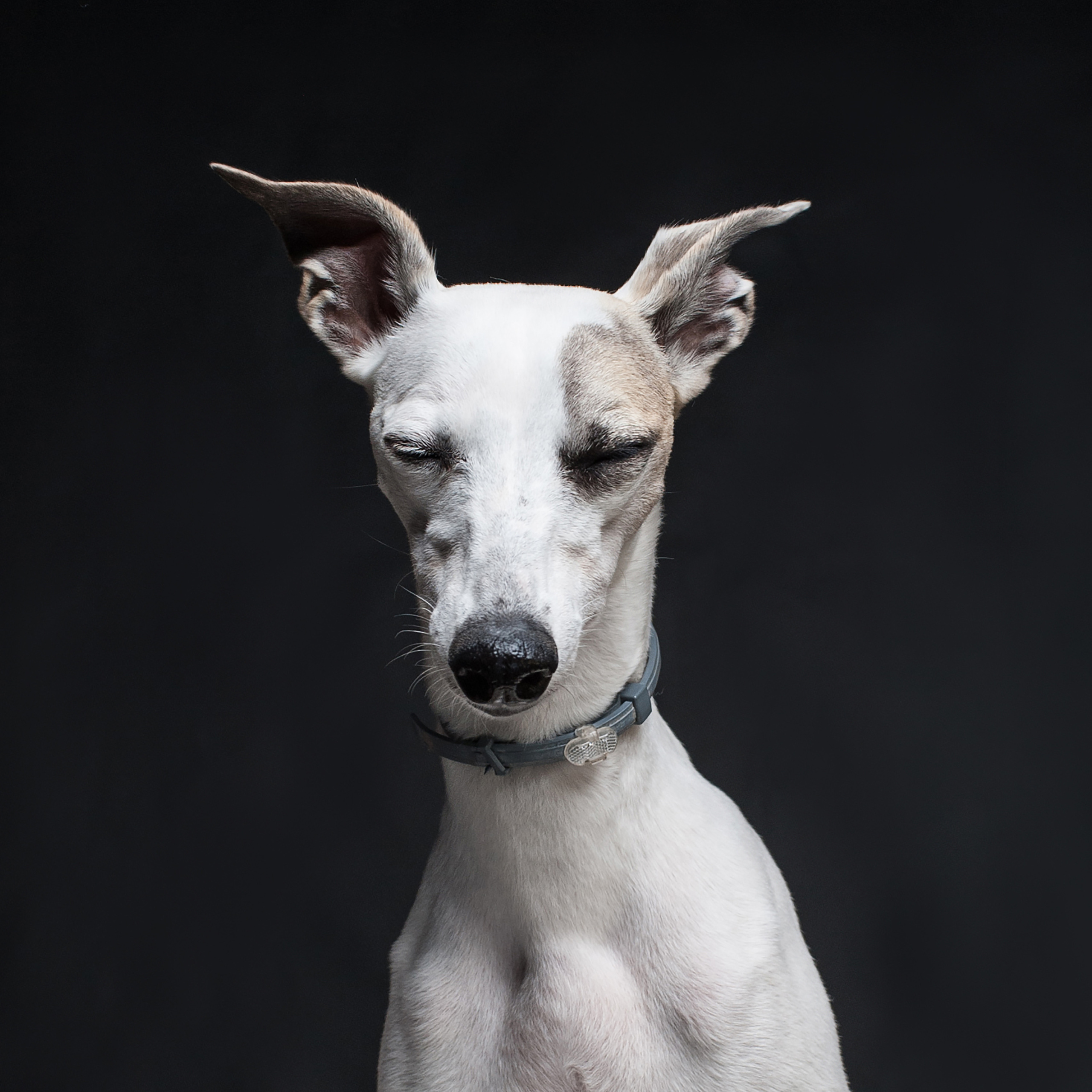 Mimika Project — Human & Dog Expressions | Tanya Asfir, Belgrade. Tanya Asfir — Pet & Animal Photographer | Belgrade, Serbia