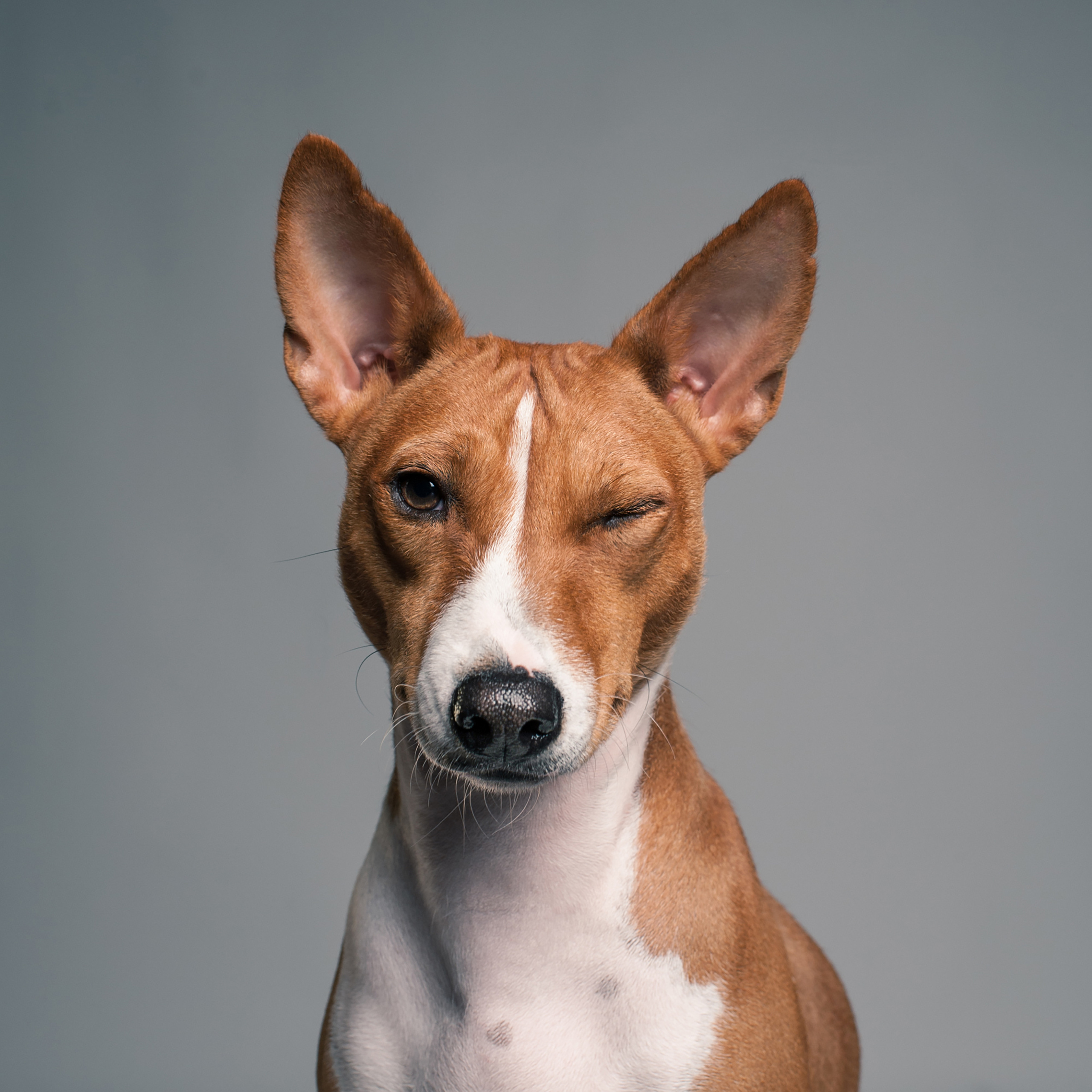 Mimika Project — Human & Dog Expressions | Tanya Asfir, Belgrade. Tanya Asfir — Pet & Animal Photographer | Belgrade, Serbia