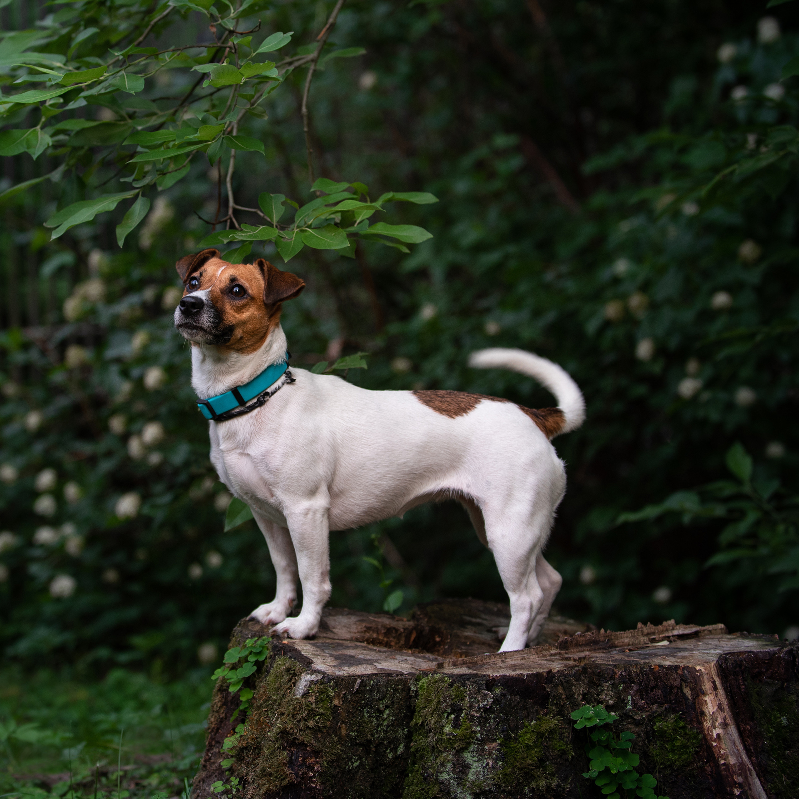 Client Reviews | Pet Photography by Tanya Asfir, Belgrade. Tanya Asfir — Pet & Animal Photographer | Belgrade, Serbia