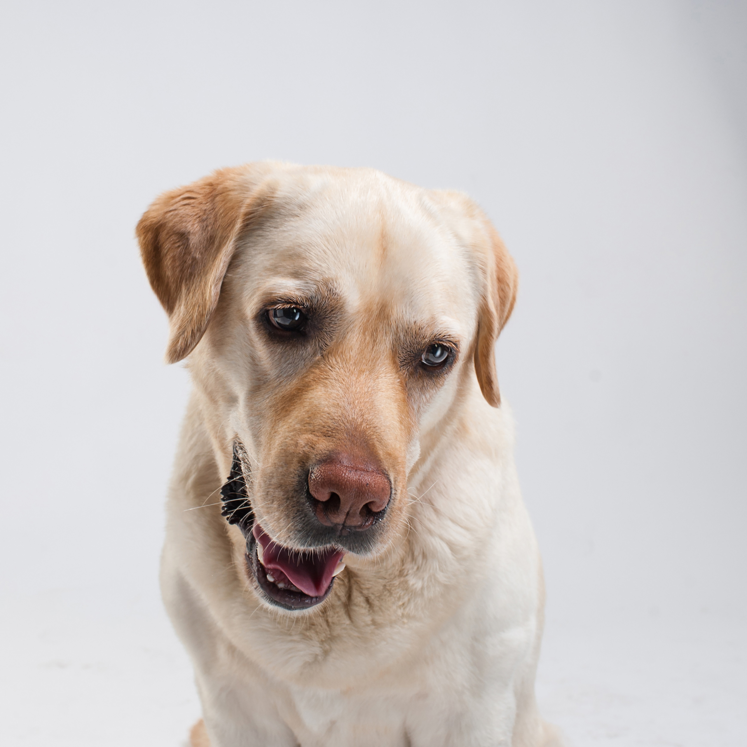 Mimika Project — Human & Dog Expressions | Tanya Asfir, Belgrade. Tanya Asfir — Pet & Animal Photographer | Belgrade, Serbia