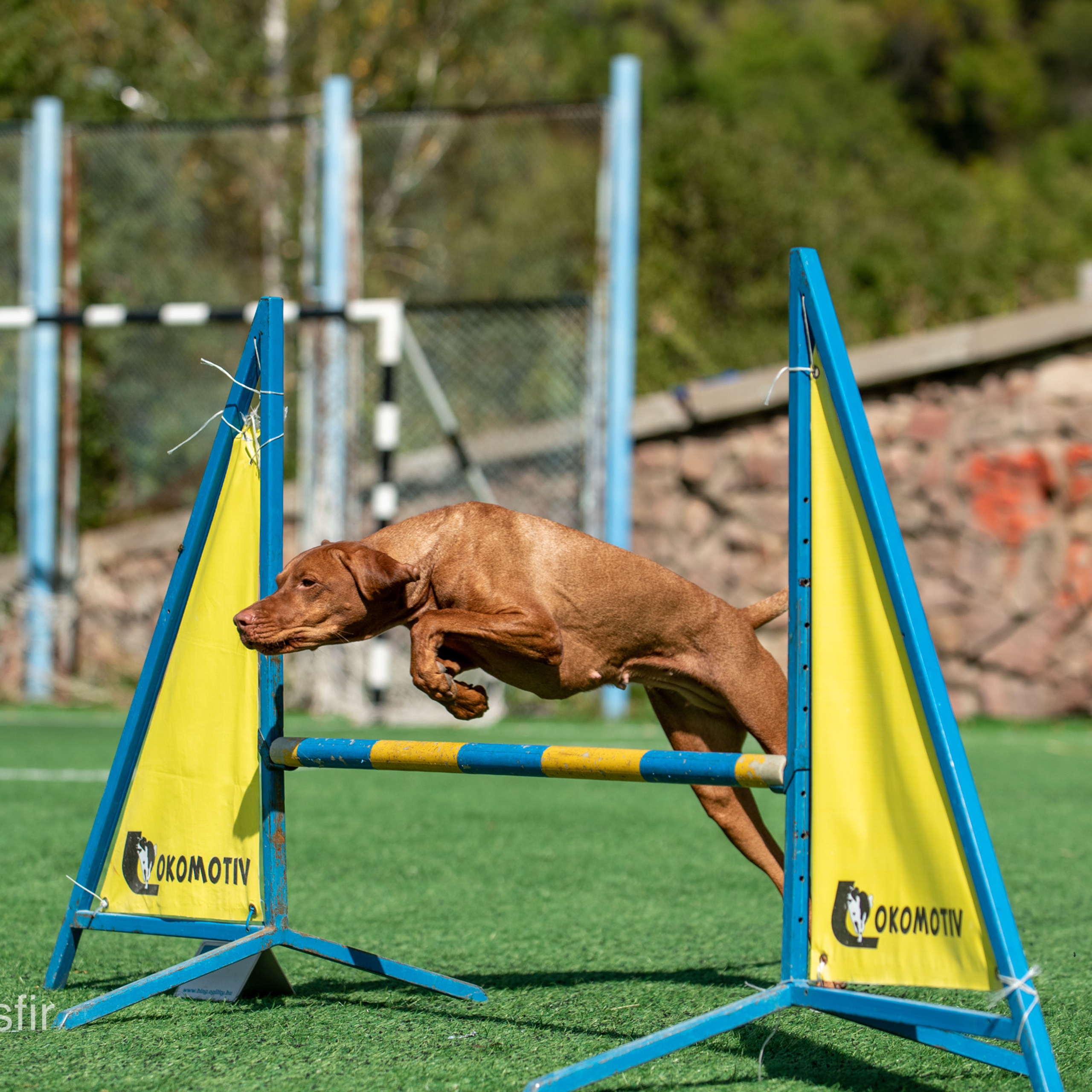 Client Reviews | Pet Photography by Tanya Asfir, Belgrade. Tanya Asfir — Pet & Animal Photographer | Belgrade, Serbia