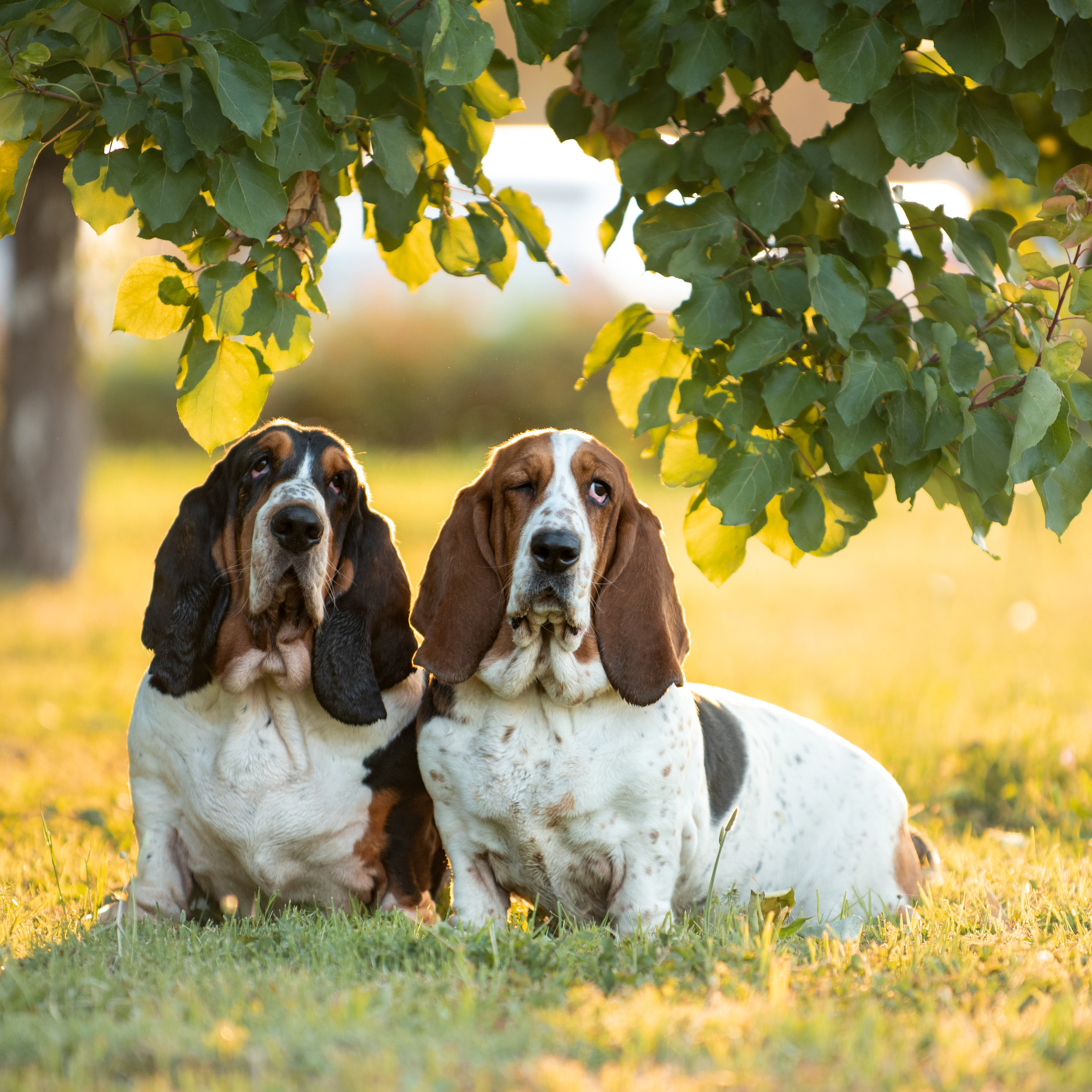 Client Reviews | Pet Photography by Tanya Asfir, Belgrade. Tanya Asfir — Pet & Animal Photographer | Belgrade, Serbia