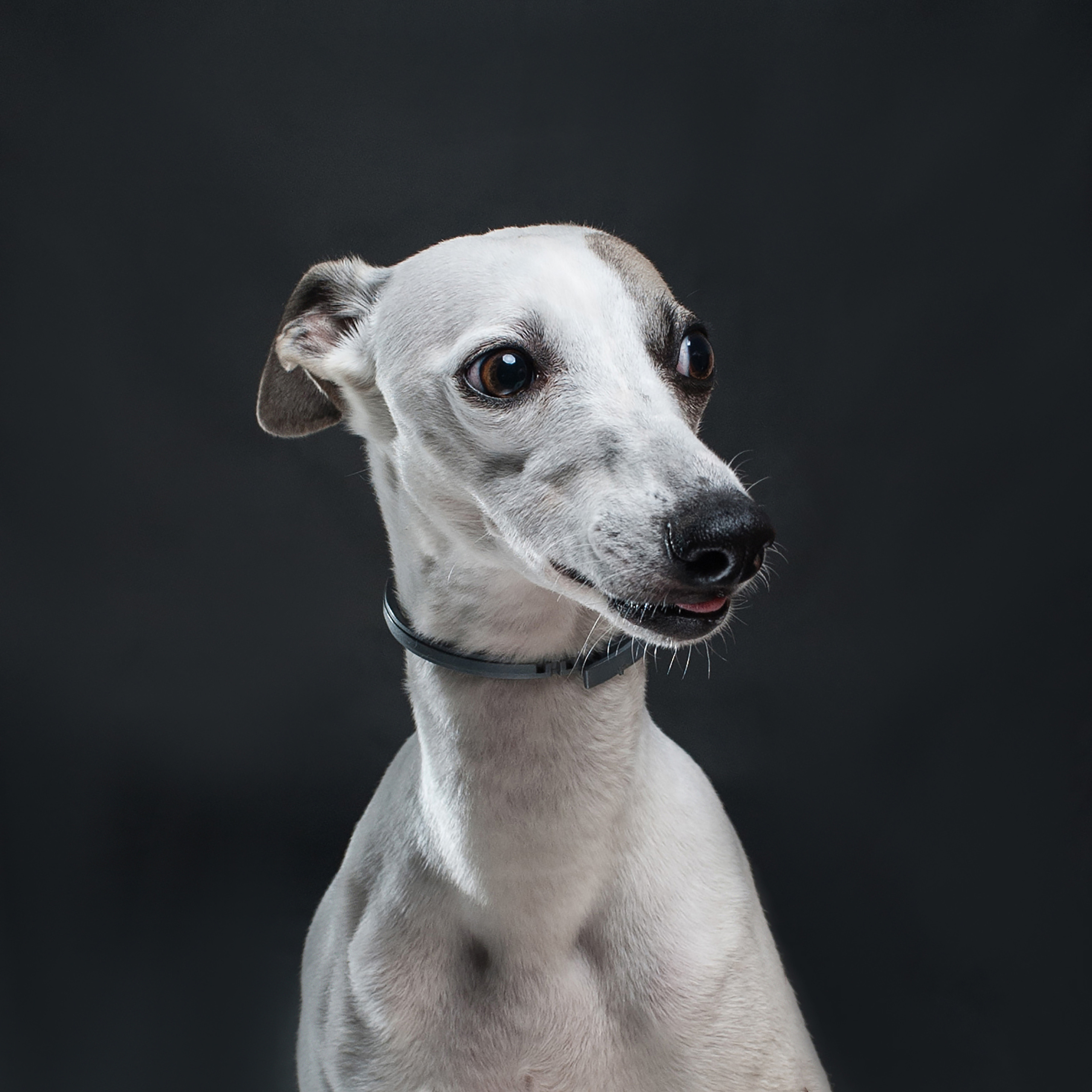 Mimika Project — Human & Dog Expressions | Tanya Asfir, Belgrade. Tanya Asfir — Pet & Animal Photographer | Belgrade, Serbia