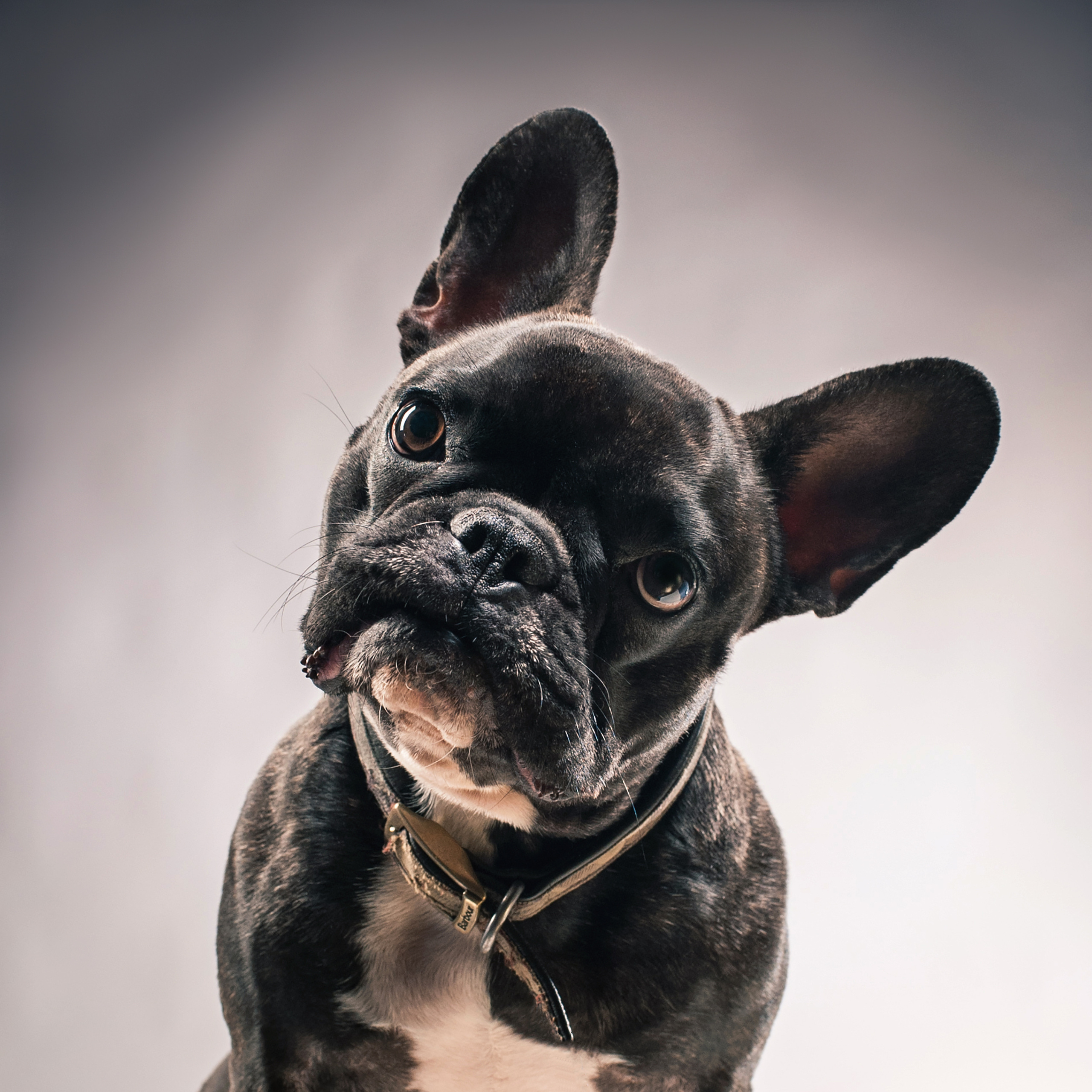 Mimika Project — Human & Dog Expressions | Tanya Asfir, Belgrade. Tanya Asfir — Pet & Animal Photographer | Belgrade, Serbia