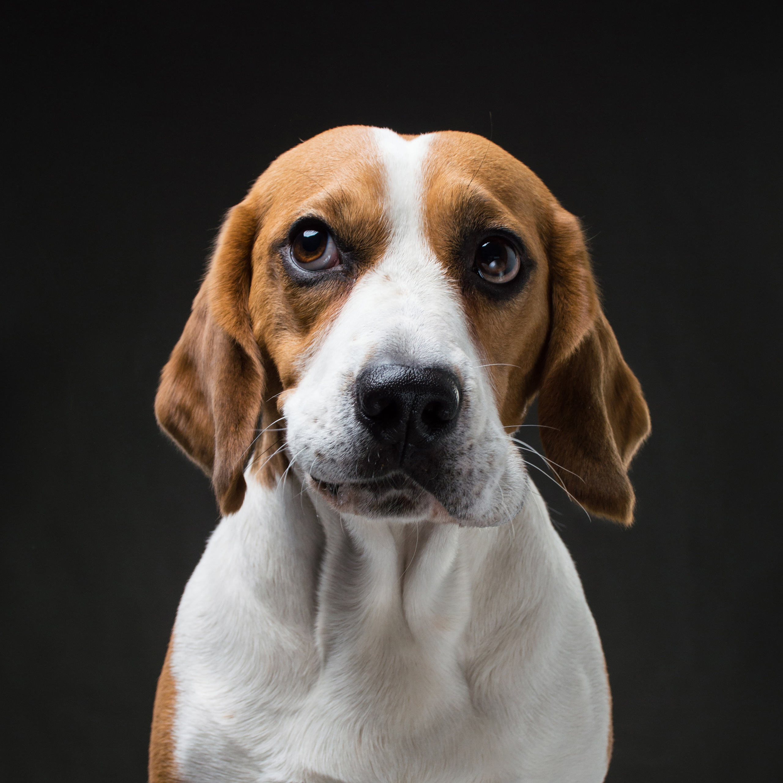 Mimika Project — Human & Dog Expressions | Tanya Asfir, Belgrade. Tanya Asfir — Pet & Animal Photographer | Belgrade, Serbia