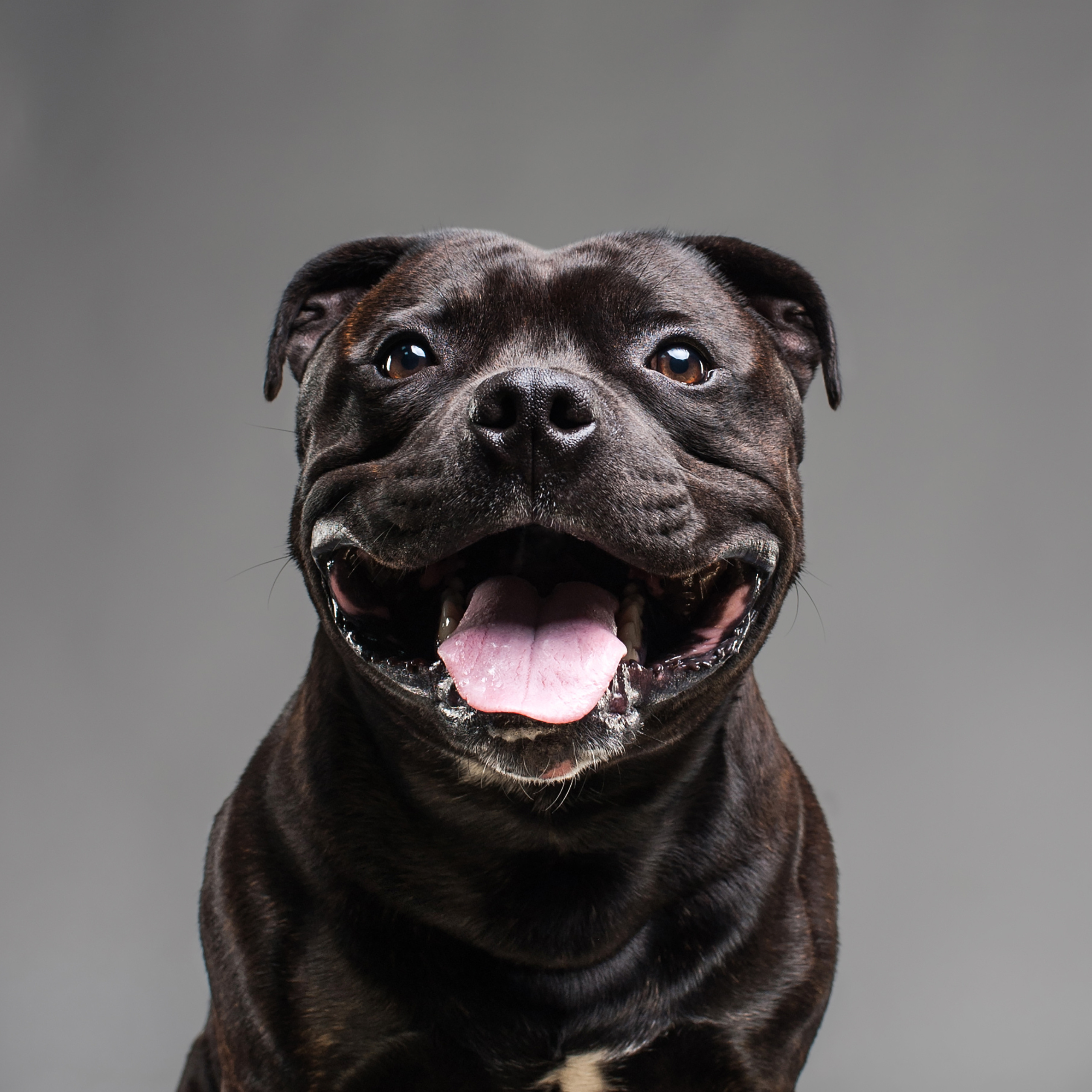 Mimika Project — Human & Dog Expressions | Tanya Asfir, Belgrade. Tanya Asfir — Pet & Animal Photographer | Belgrade, Serbia