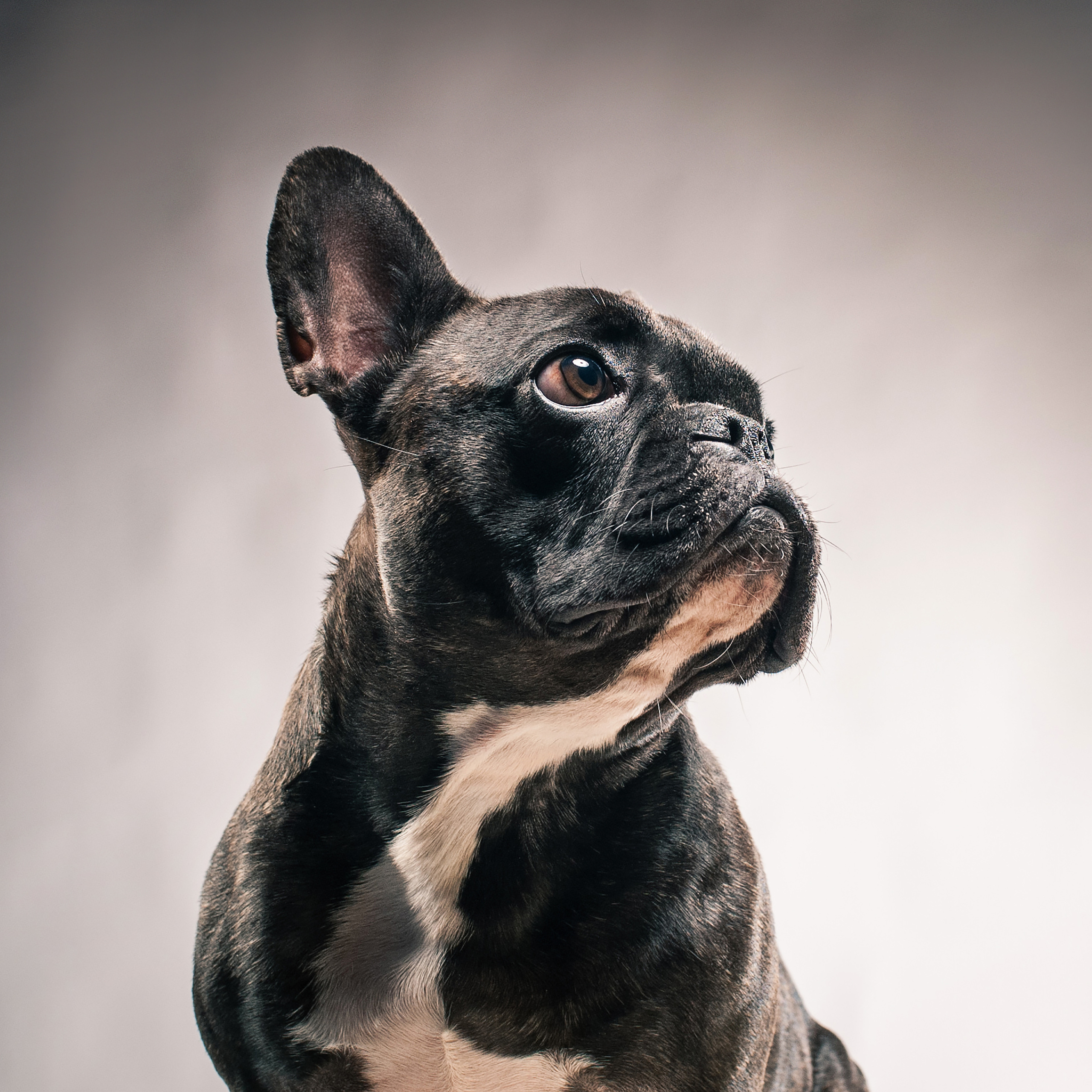 Mimika Project — Human & Dog Expressions | Tanya Asfir, Belgrade. Tanya Asfir — Pet & Animal Photographer | Belgrade, Serbia