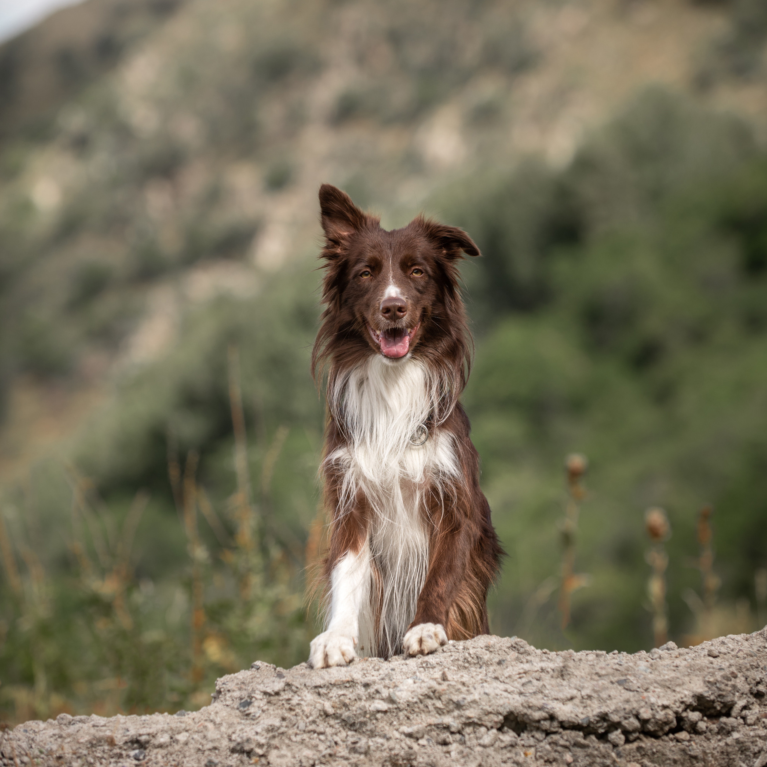 Client Reviews | Pet Photography by Tanya Asfir, Belgrade. Tanya Asfir — Pet & Animal Photographer | Belgrade, Serbia