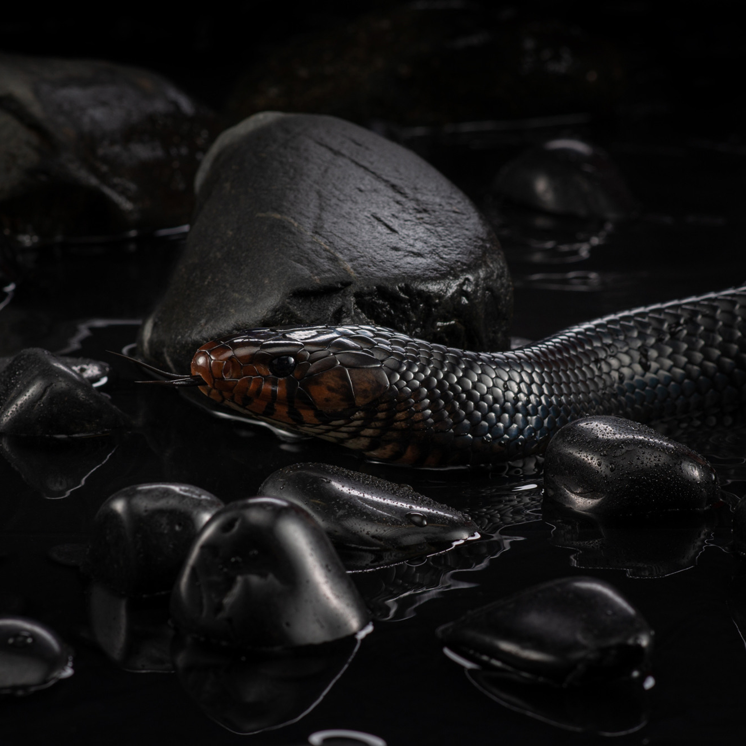 Client Reviews | Pet Photography by Tanya Asfir, Belgrade. Tanya Asfir — Pet & Animal Photographer | Belgrade, Serbia