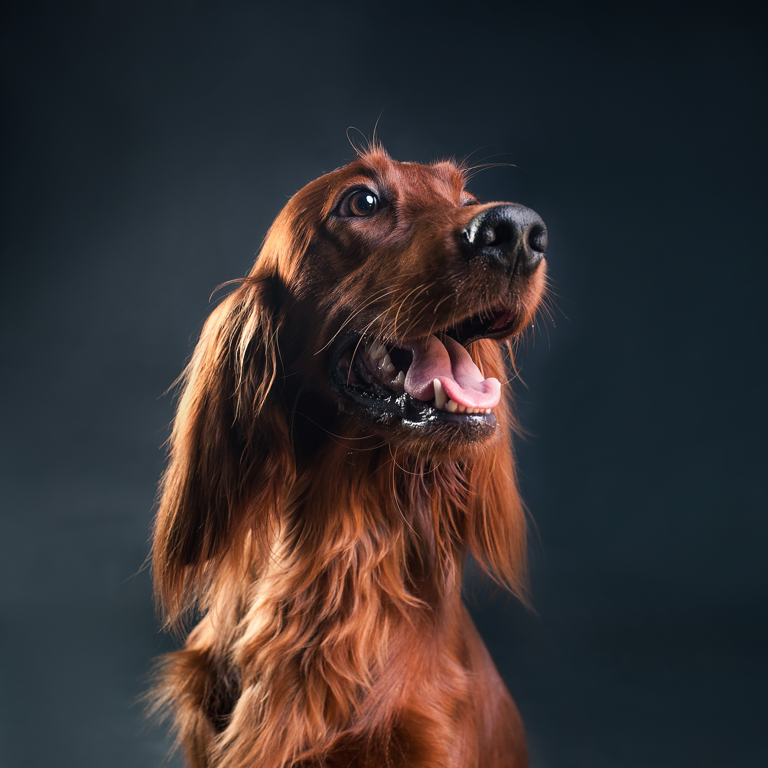 Mimika Project — Human & Dog Expressions | Tanya Asfir, Belgrade. Tanya Asfir — Pet & Animal Photographer | Belgrade, Serbia