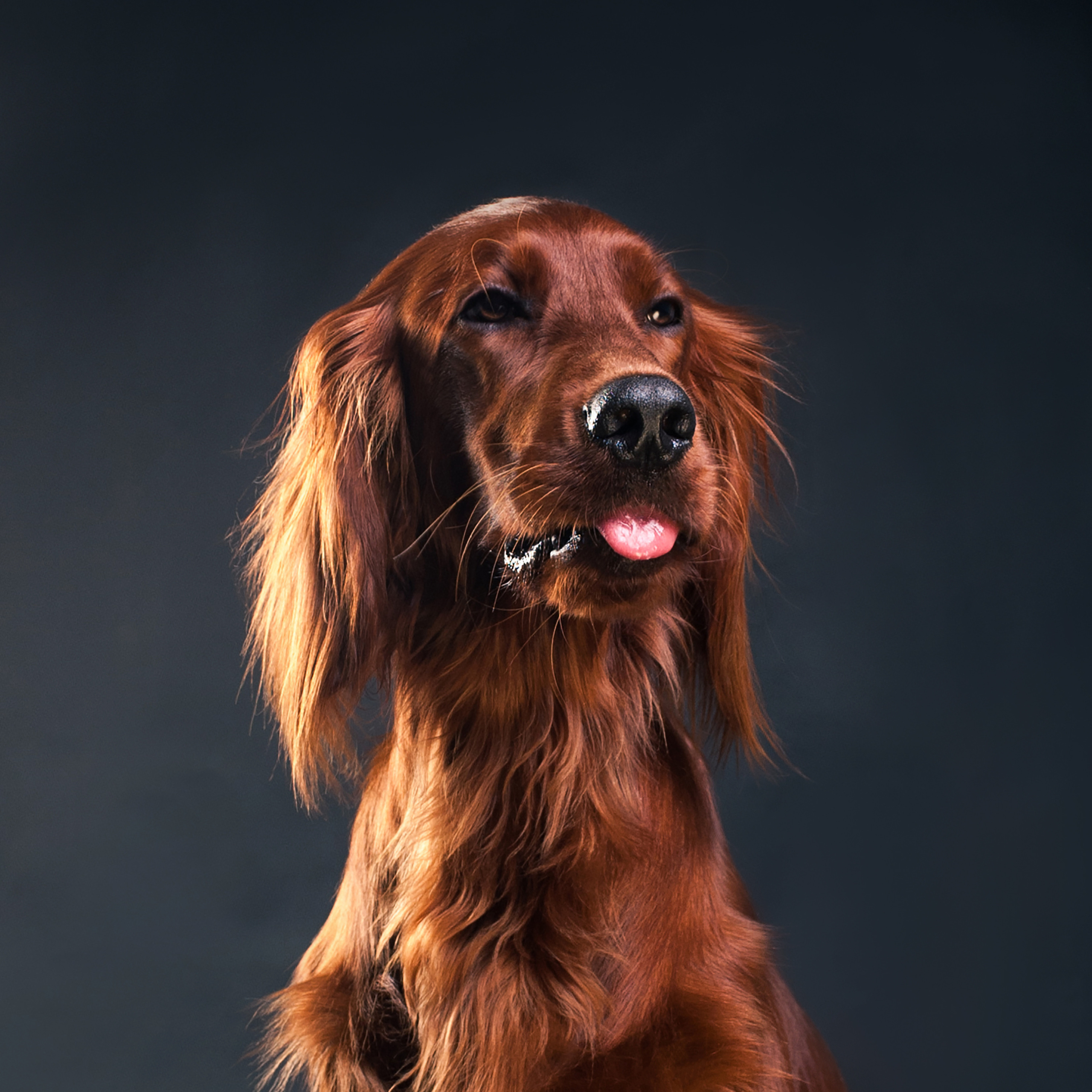 Mimika Project — Human & Dog Expressions | Tanya Asfir, Belgrade. Tanya Asfir — Pet & Animal Photographer | Belgrade, Serbia